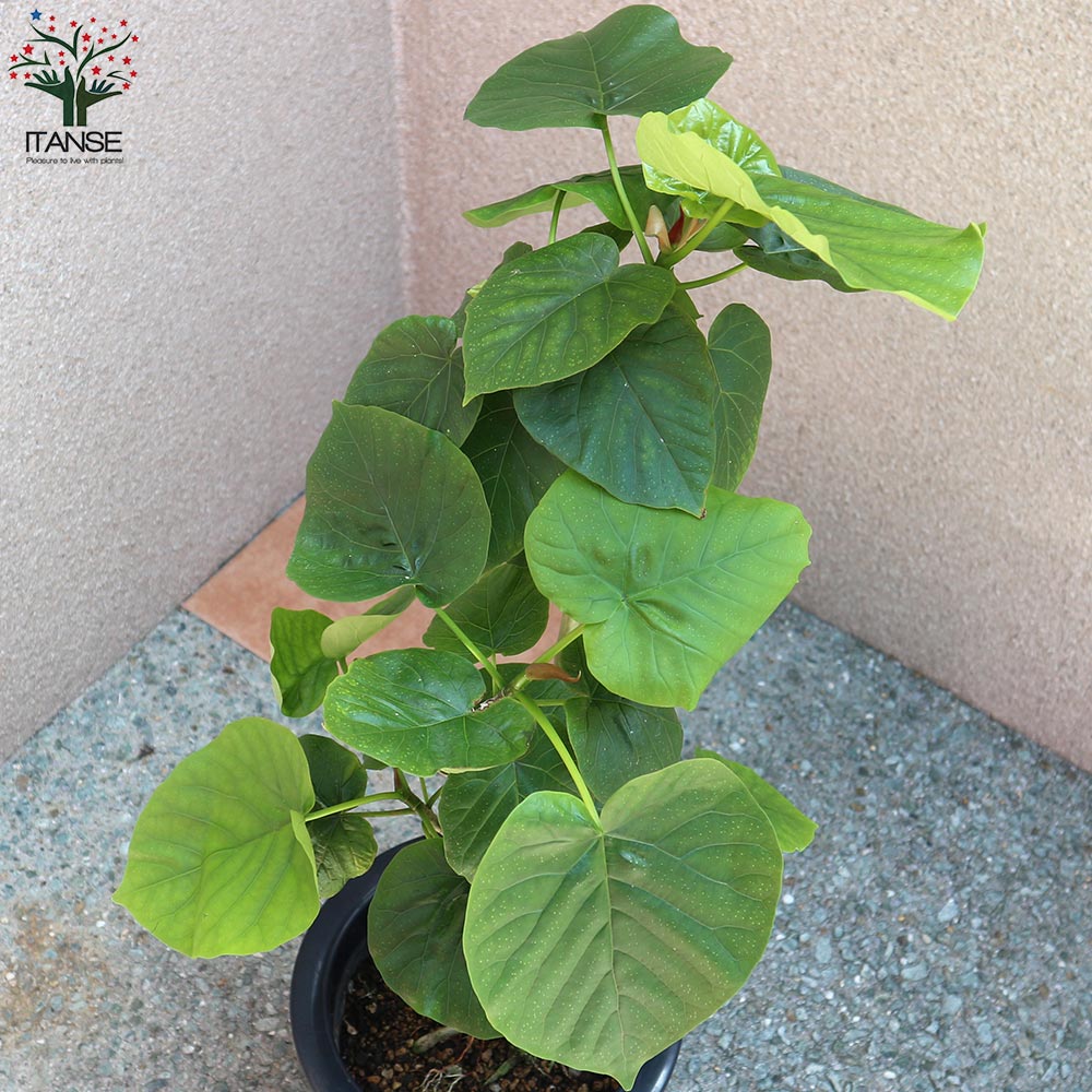 送料無料 ウンベラータ 生ゴムの高木の友人 フィカス 観葉植物 中型 7号可塑性物質汁椀 1個売り リビング 事業所 事務室 調度品 お祭 新た築祝い 住み替え祝い 御芽出度祝い 新やって行く Doorswindowsstairs Co Uk