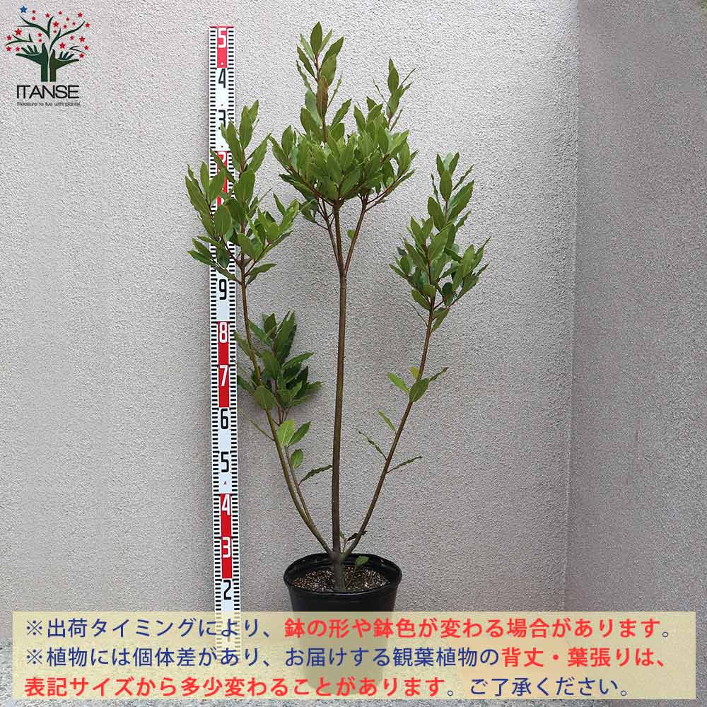 激安の 送料無料 ゲッケイジュ ローリエ ポット苗なので年中植付け可能 月桂樹 観葉植物 8号ポット 大苗 1個売り ローリエ ローレル リビング オフィス 事務所 インテリア お祝い 新築祝い 引越し祝い 結婚祝い 新生活 植物販売のｉｔａｎｓｅ店 特売