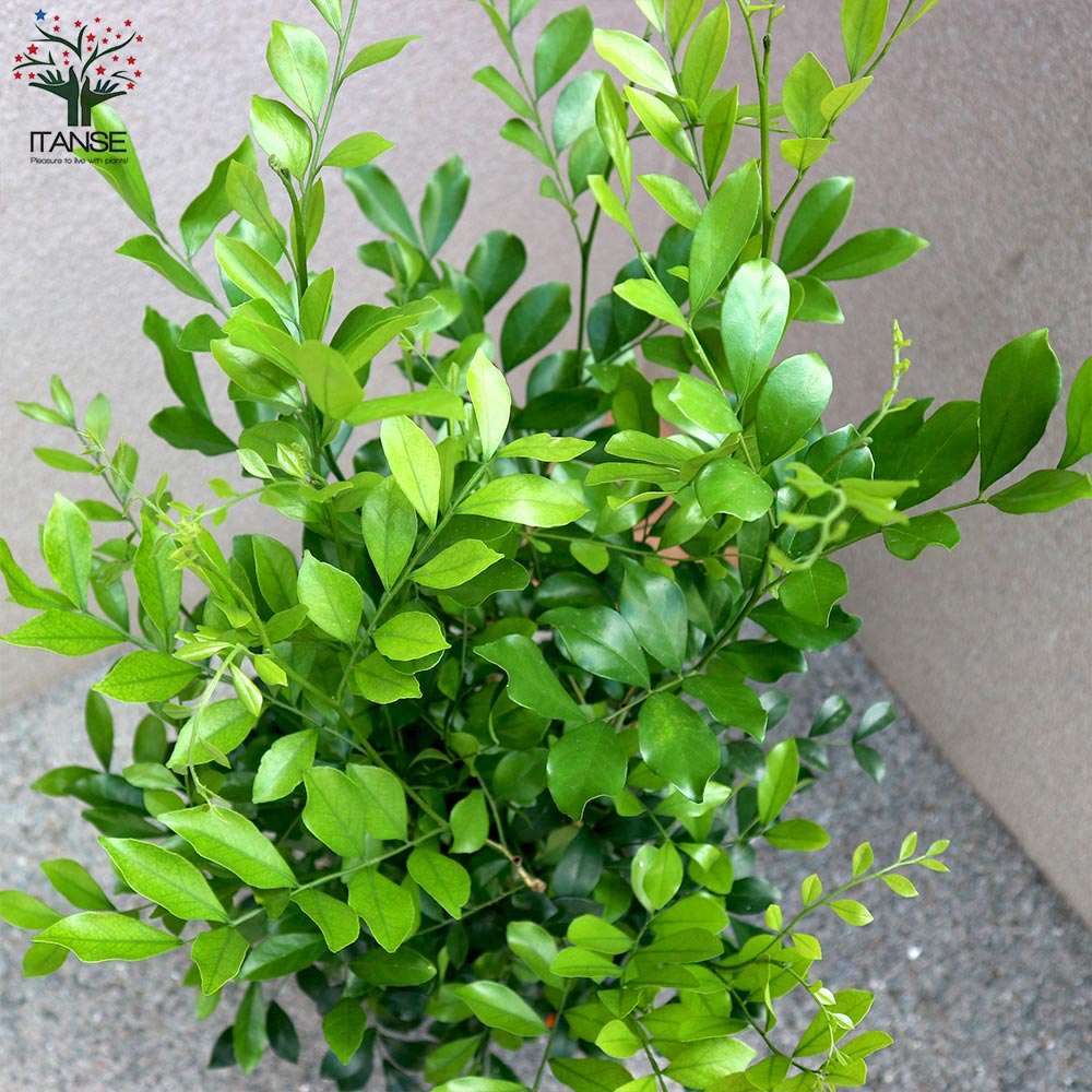 貨物輸送無料 シルクジャスミン 観葉草木 8号数l大きさ 1個売り ゲッキツ 東南アジア原産 常緑小形天然木 観葉植物 リビング 執務室 執務室 内装 大型 Foxunivers Com