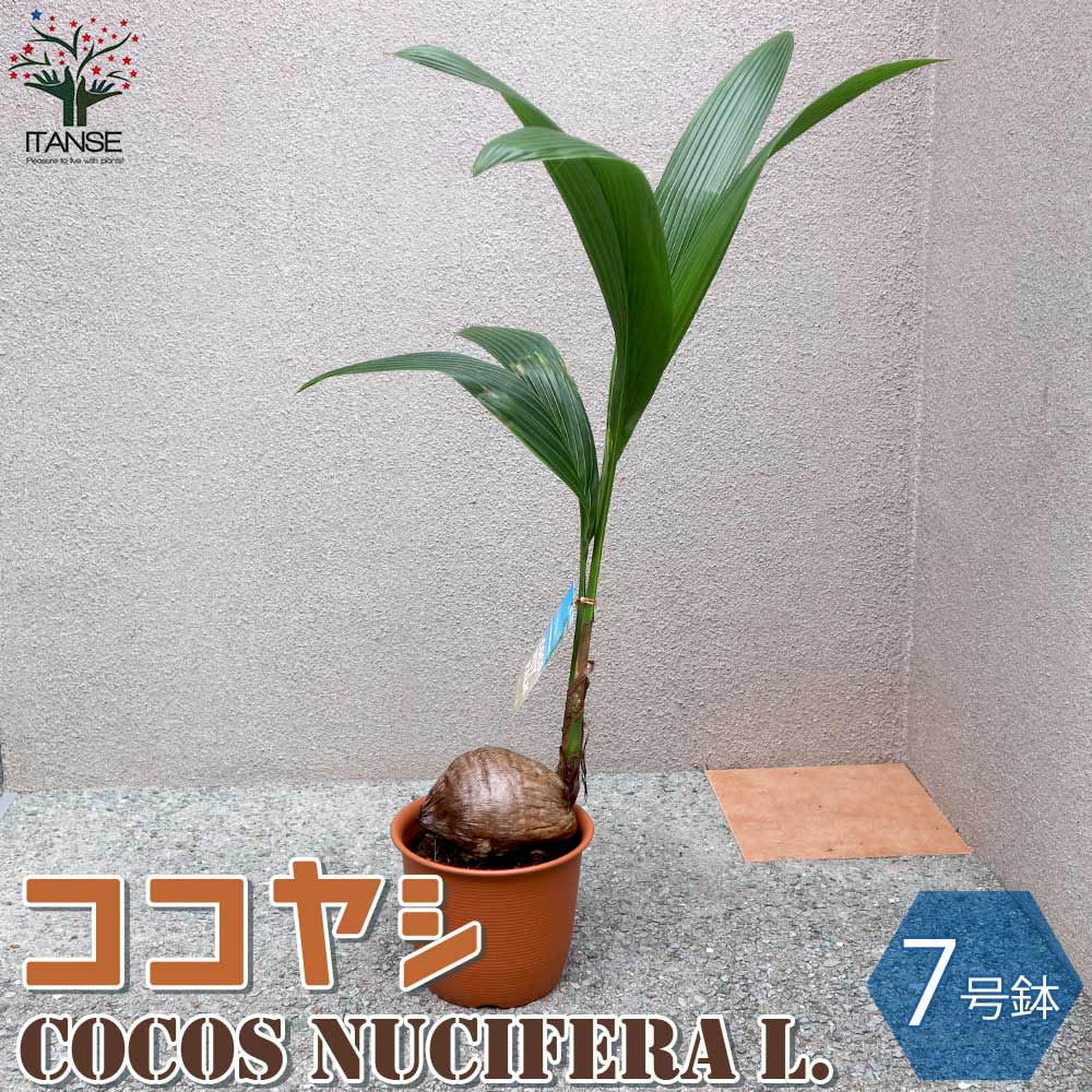 楽天市場 送料無料 ココヤシ 観葉植物 7号プラスチック鉢 1個売り 椰子 ココナッツ リビング オフィス 事務所 南国植物 植物 販売のｉｔａｎｓｅ楽天市場店