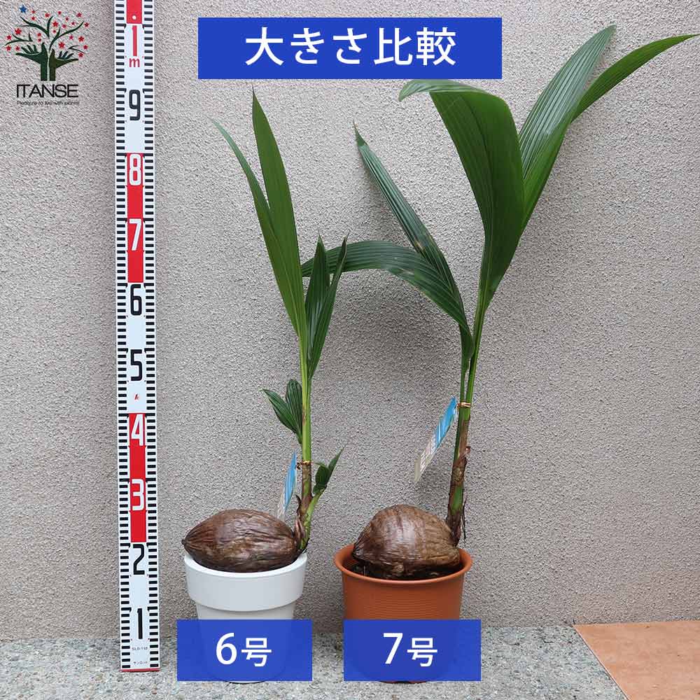 送料無料 ココ椰子 観葉植物 7号可塑性物質器 1個売り ココヤシ ココ椰子 ココナッツ 観葉植物 リビング オフィス 事業所 南国植物 Nobhillmusic Com