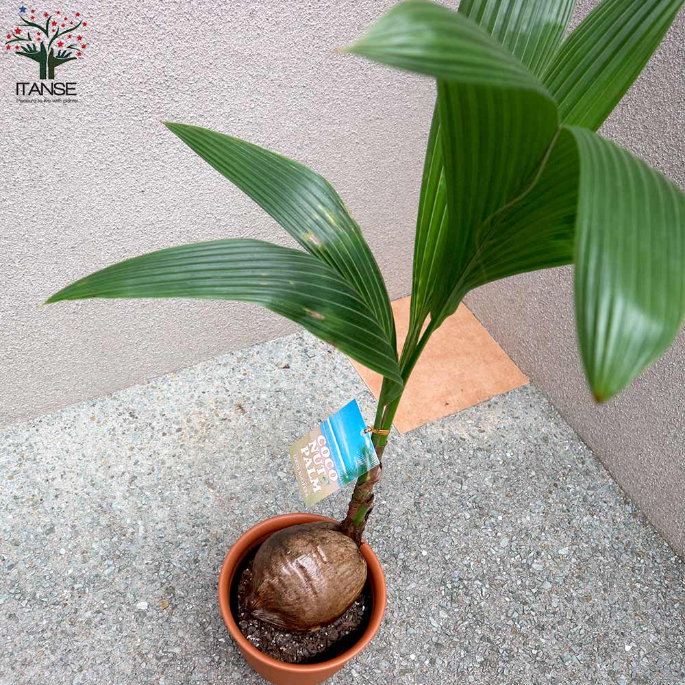 送料無料 ココ椰子 観葉植物 7号可塑性物質器 1個売り ココヤシ ココ椰子 ココナッツ 観葉植物 リビング オフィス 事業所 南国植物 Nobhillmusic Com