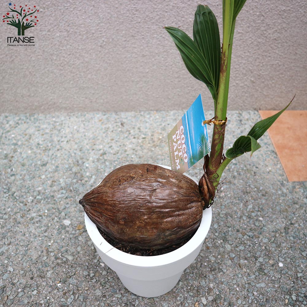 送料無料 櫂ラウンドポット ココ椰子科 観葉植物 6ナンバープラスティックフラワーポット 1個売り ココヤシ ココヤシ ココナツ 観葉植物 リビング オフィス 事務プレース 南国植物 Lindsaymayphotography Com