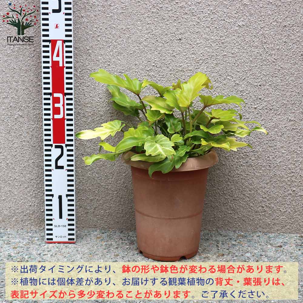 送料無料 班入り クッカバラ 観葉植物 6号プラスチック鉢 1個売り クッカバラ 班入り フィロデンドロン 南国 南国植物 観葉植物 リビング オフィス Vmaphotographystudios Com