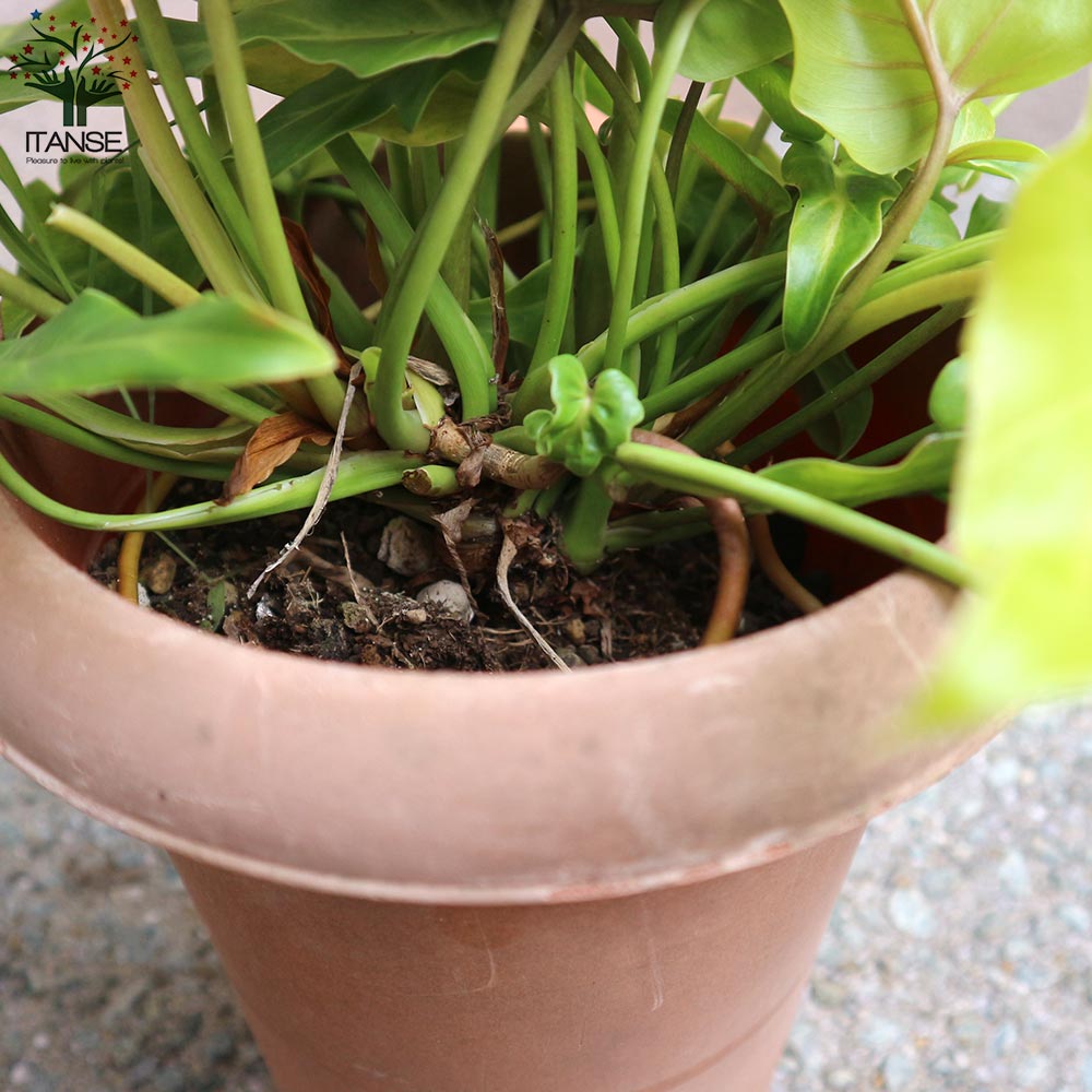 送料無料 班入り クッカバラ 観葉植物 6号プラスチック鉢 1個売り クッカバラ 班入り フィロデンドロン 南国 南国植物 観葉植物 リビング オフィス Vmaphotographystudios Com