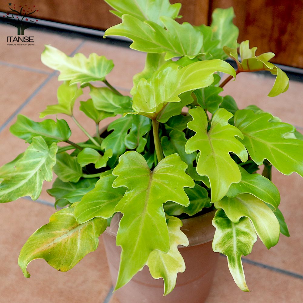 送料無料 班入り クッカバラ 観葉植物 6号プラスチック鉢 1個売り クッカバラ 班入り フィロデンドロン 南国 南国植物 観葉植物 リビング オフィス Vmaphotographystudios Com