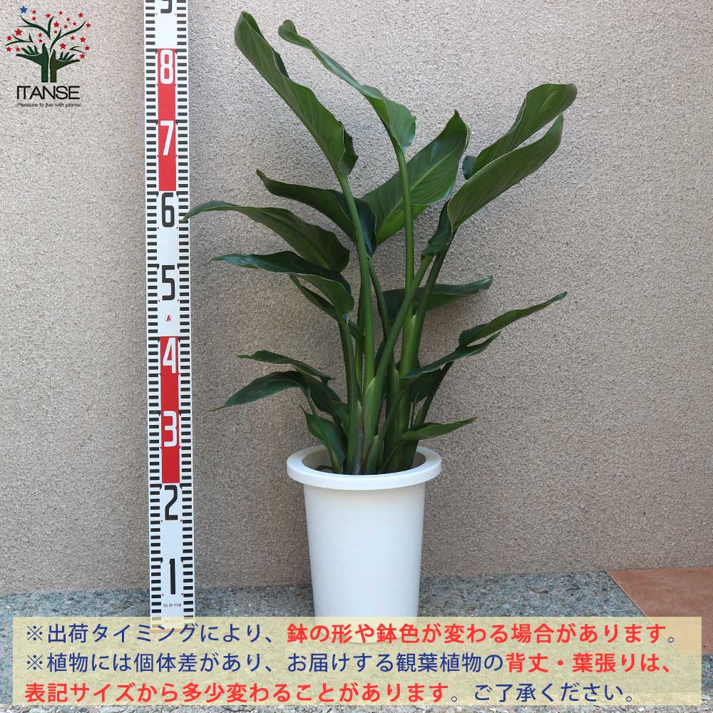 送料無料 ストレリチアオーガスタ 観葉植物 中型 7号プラスチック鉢 1個売り 観葉植物 リビング オフィス 事務所 インテリア 大型 おしゃれ ボタニカルライフ septicin Com