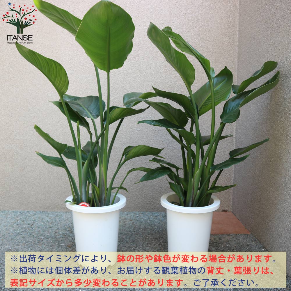 送料無料 ストレリチアオーガスタ 観葉植物 中型 7号プラスチック鉢 1個売り 観葉植物 リビング オフィス 事務所 インテリア 大型 おしゃれ ボタニカルライフ Butlerchimneys Com