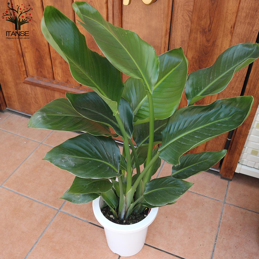 送料無料 ストレリチアオーガスタ 観葉植物 中型 7号プラスチック鉢 1個売り 観葉植物 リビング オフィス 事務所 インテリア 大型 おしゃれ ボタニカルライフ septicin Com