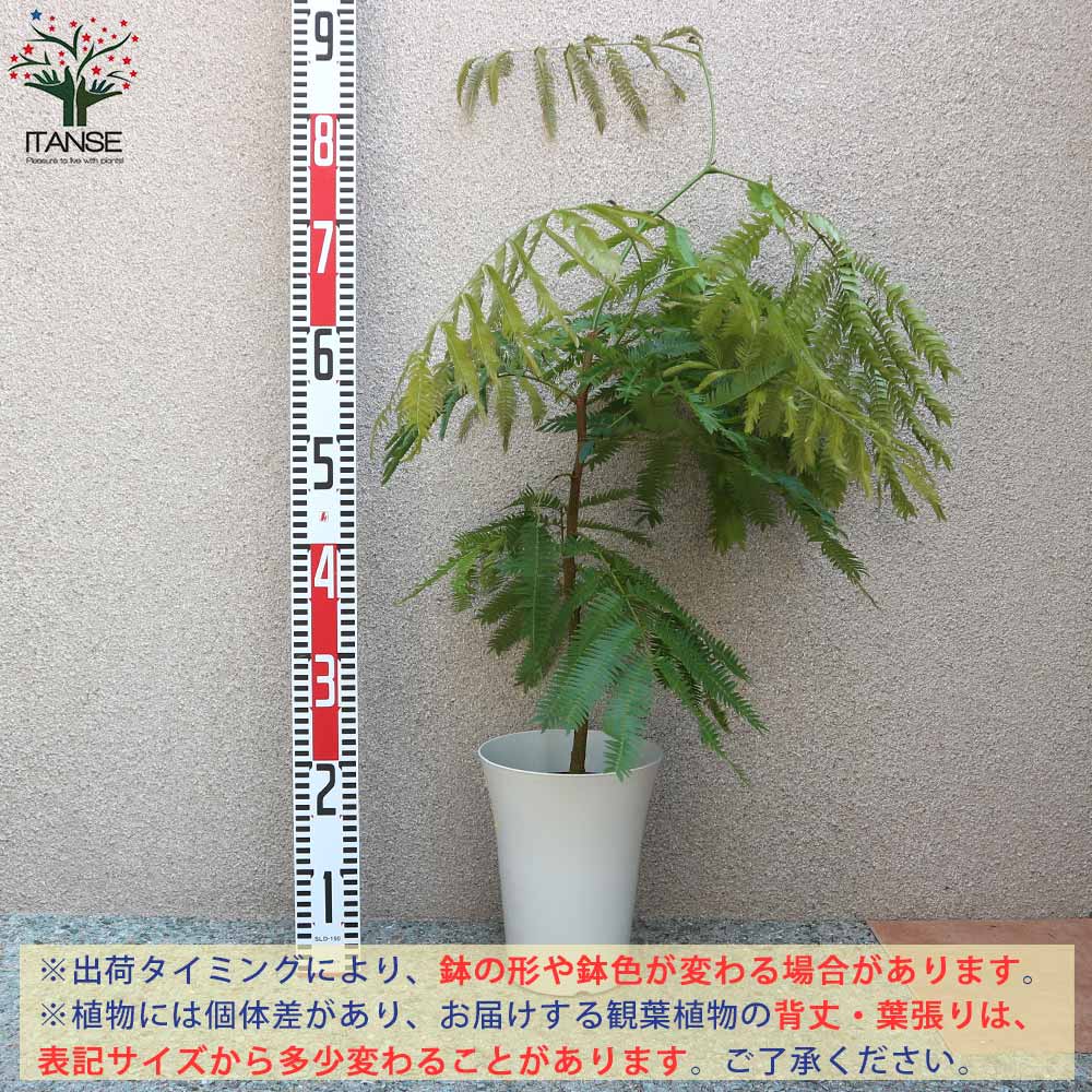 送料無料 アカサヤネムノキ エバーフレッシュ 観葉植物 中型 6号プラスチック鉢 1個売り 観葉植物 リビング オフィス 事務所 インテリア 大型 おしゃれ ボタニカルライフ Aplusfinance Blog Com