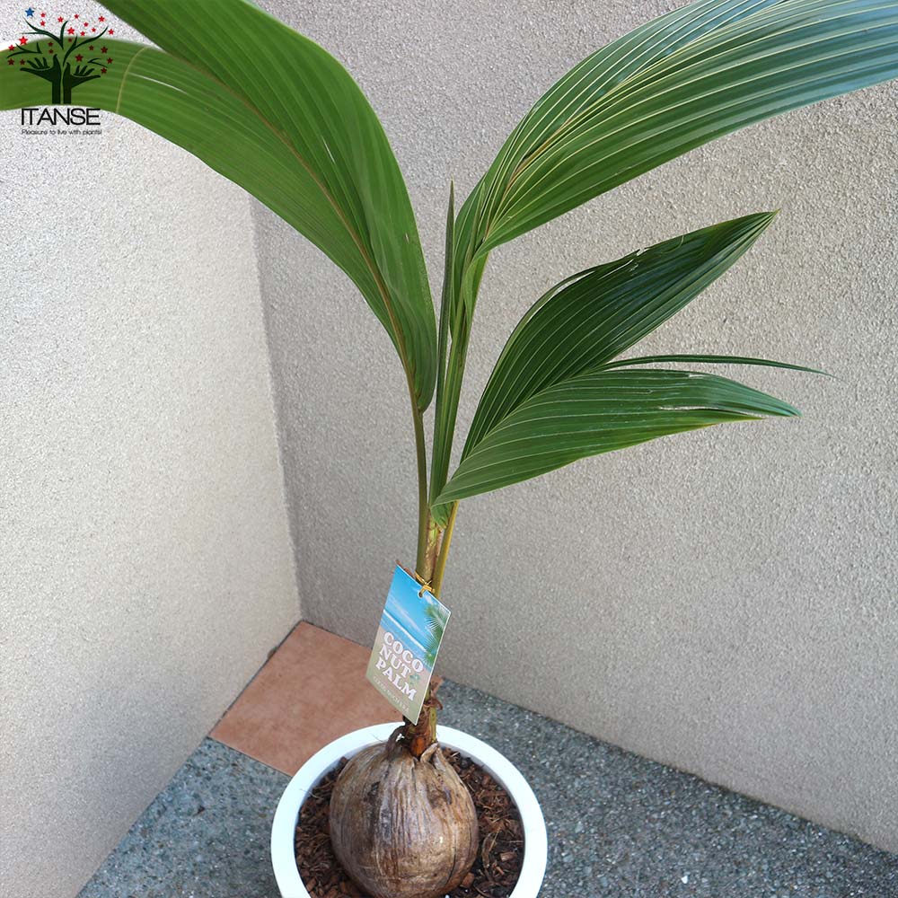 送料無料 南国ムードを演出してくれる観葉植物 ココヤシの苗木 観葉植物 10号プラスチック鉢 1個売り ココヤシ 椰子 ココナッツ 観葉植物 リビング オフィス 事務所 南国植物 Rvcconst Com