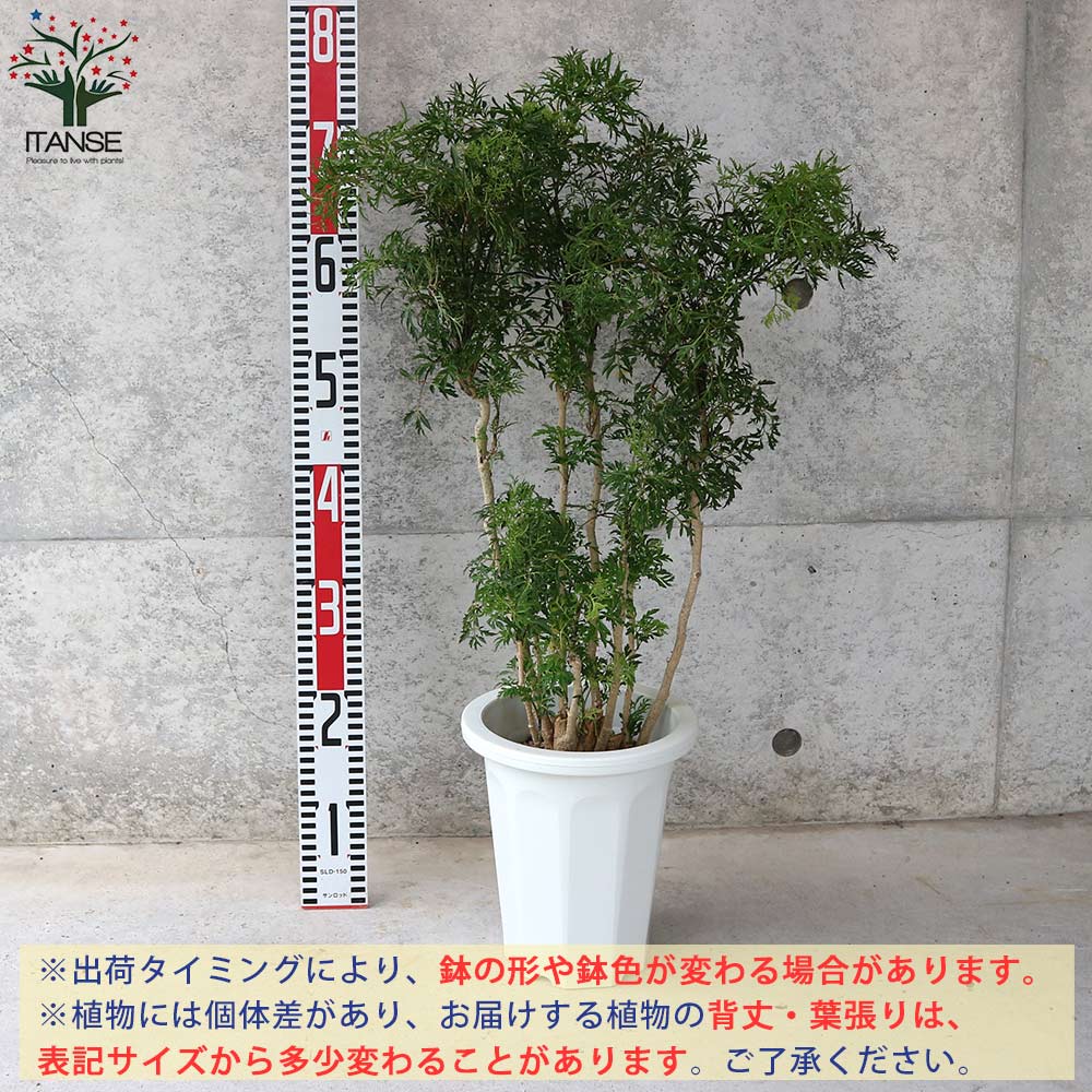 貨物輸送無料 リビングや執務室方向大きさ タイワンモミジ 観葉草木 6サイズボール 1個売り タイワンモミジ 中華民国もみじ 楓 観葉植物 リビング オフィス 事務所 インテリアデコレーション 大型 Runsandtrails Com