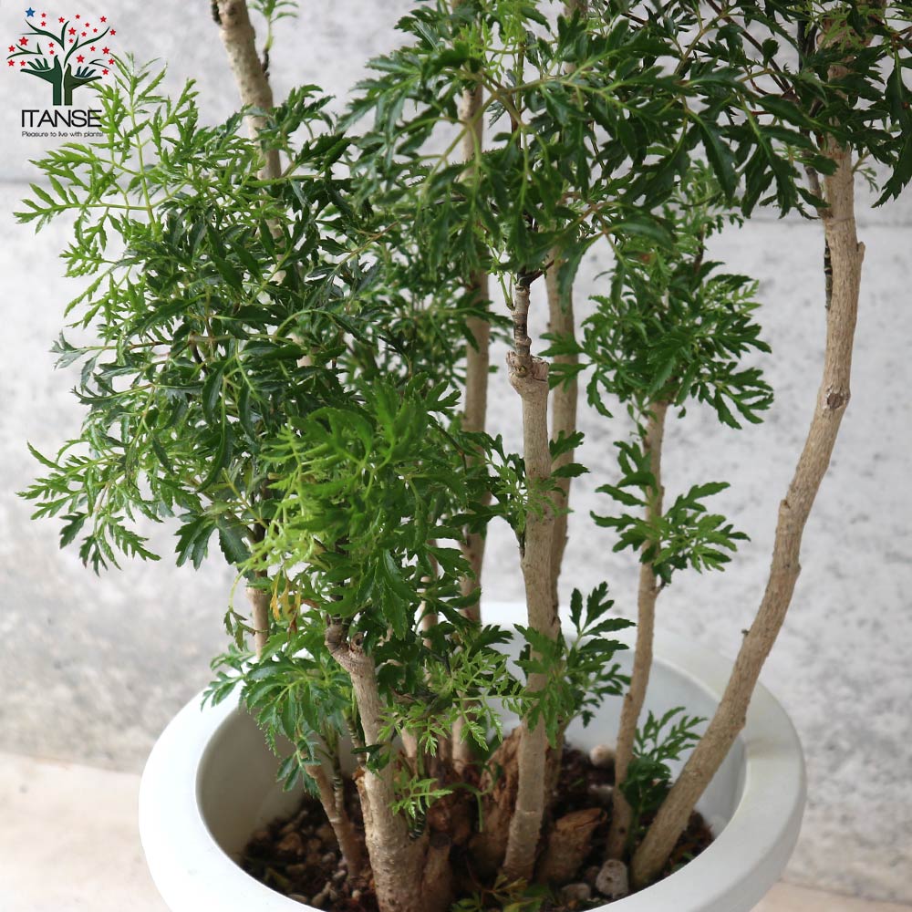 貨物輸送無料 リビングや執務室方向大きさ タイワンモミジ 観葉草木 6サイズボール 1個売り タイワンモミジ 中華民国もみじ 楓 観葉植物 リビング オフィス 事務所 インテリアデコレーション 大型 Runsandtrails Com