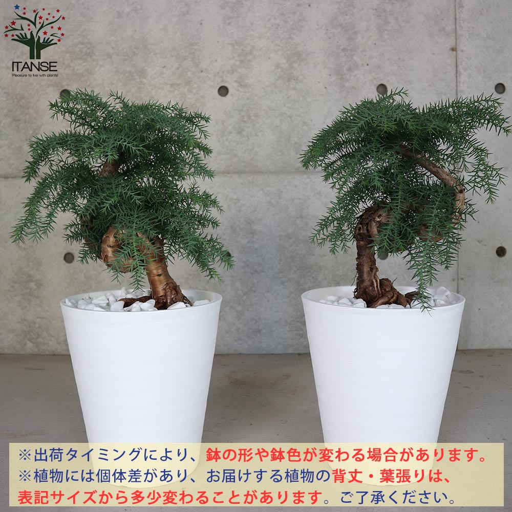 送料無料 盆栽古木風 そのまま飾れる白プラ鉢仕立て アロカリア 観葉植物 8号鉢 1個売り アロカリア 南洋杉 ナンヨウスギ オーストラリア 観葉植物 リビング オフィス 事務所 インテリア Gasparsa Com