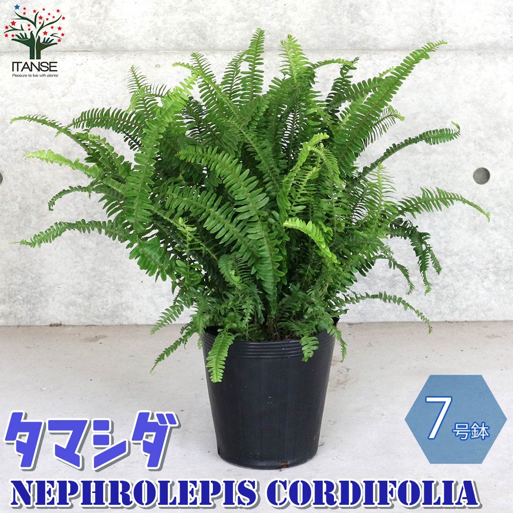 観葉草木特集
