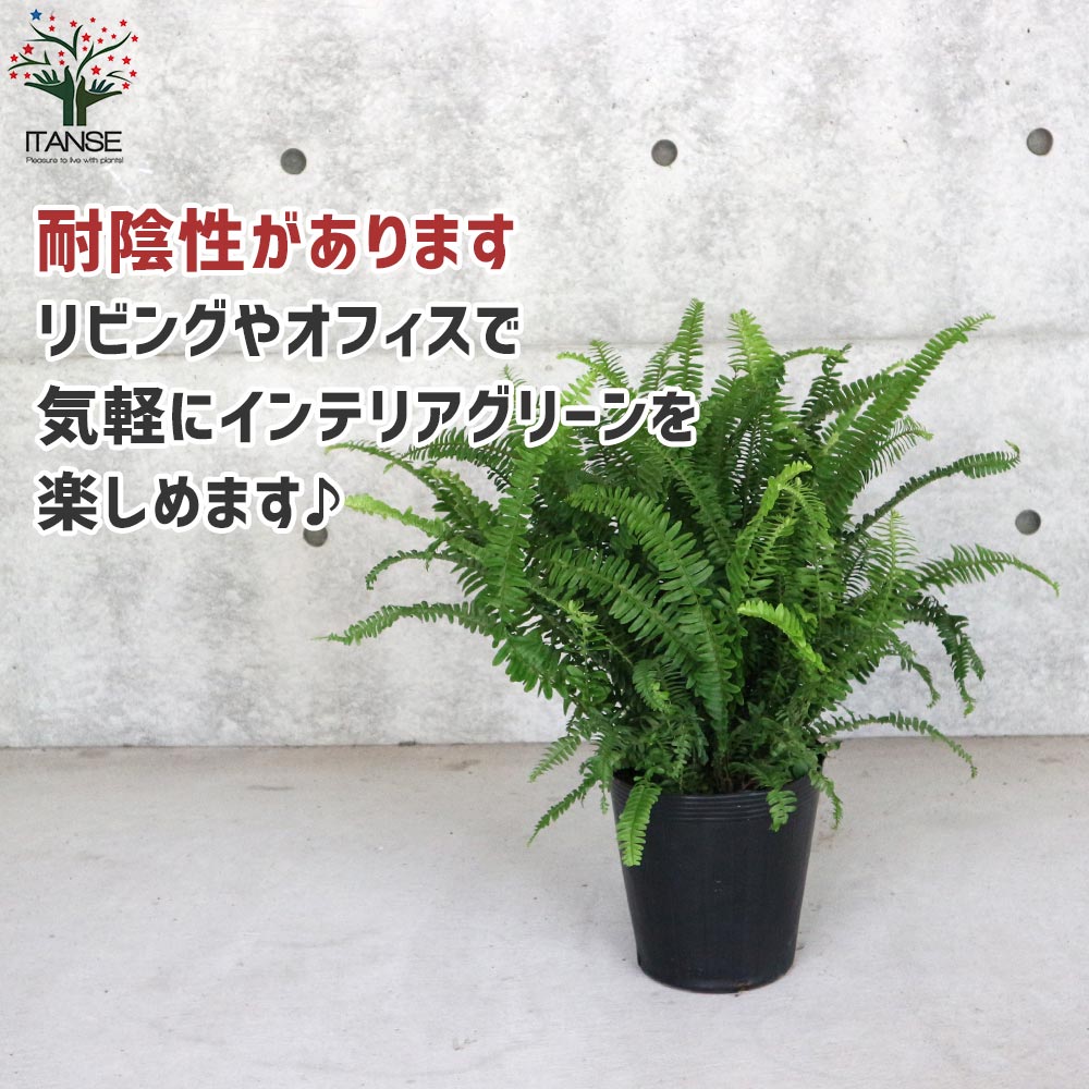 【楽天市場】【送料無料】 タマシダ【観葉植物 7号鉢 大苗 ／1個売り】シダ インテリアグリーン 観葉植物 リビング オフィス 事務所 ...
