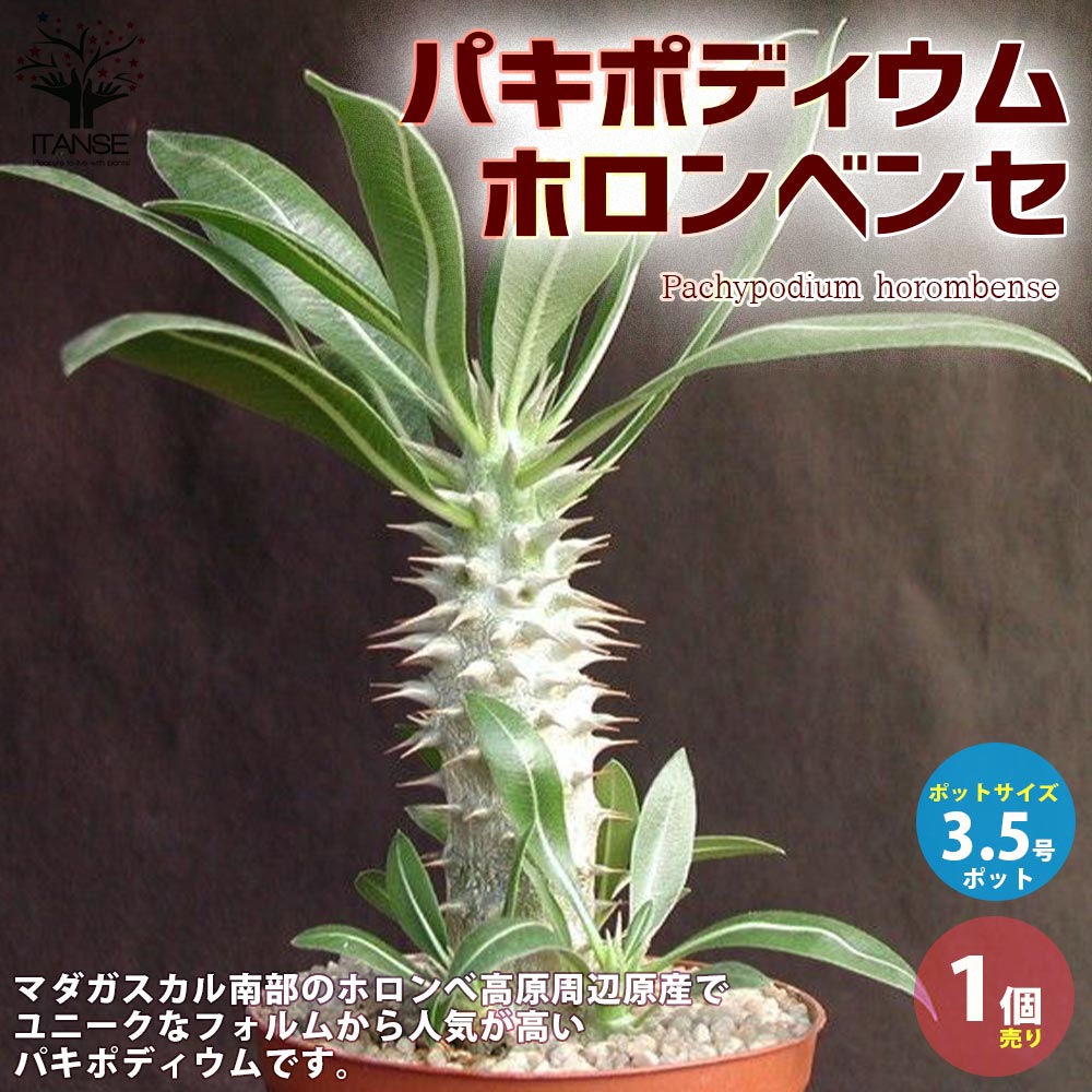 楽天市場】【送料無料】パキポディウム ホロンベンセ 【観葉植物 塊根