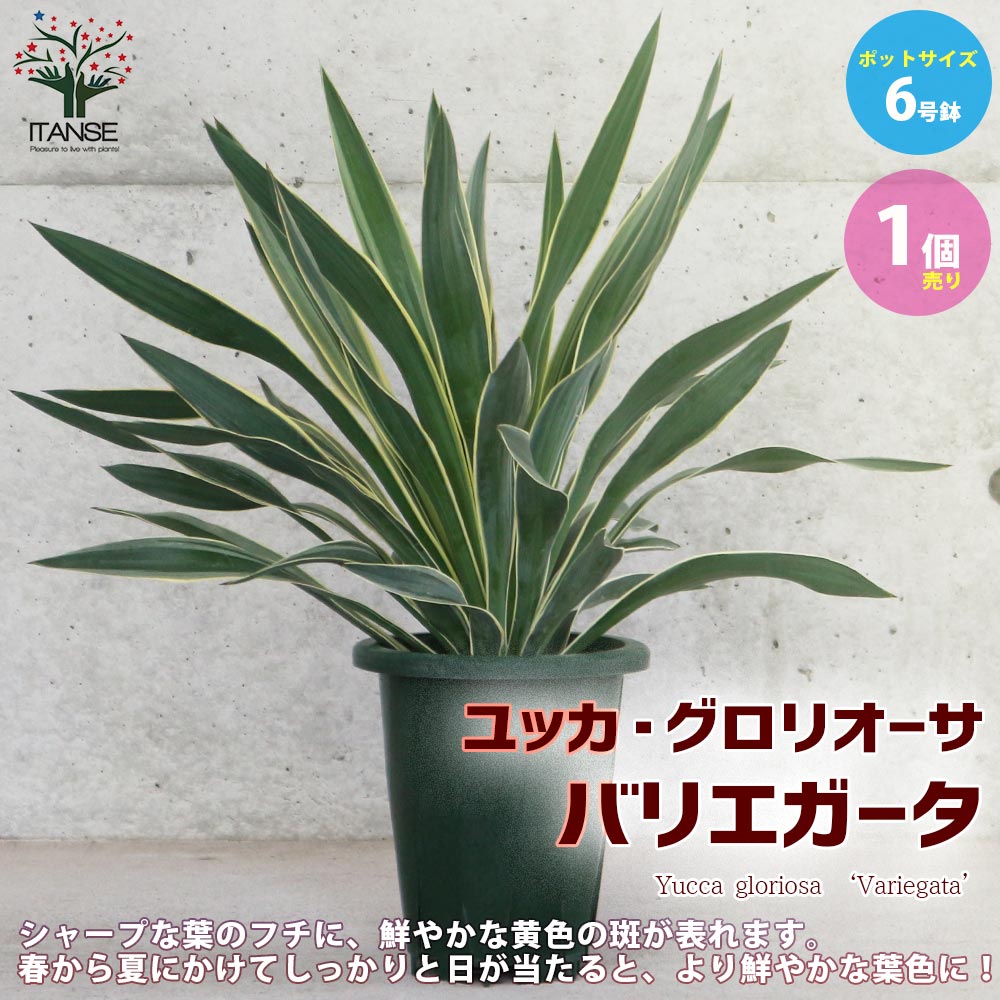 楽天市場】ユッカ（グロリオサ：斑入り） 7号 プラスチック鉢 1