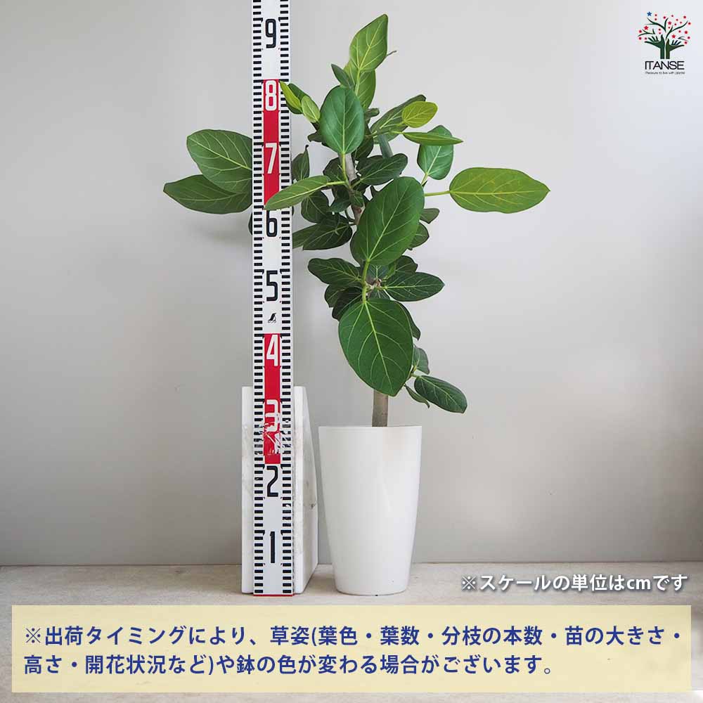 送料無料 フィカス ベンガレンシス 観葉植物 リビングやオフィス向きサイズ 7号鉢 1個売り リビング オフィス 事務所 インテリア 大型 おしゃれ オシャレ お祝い Deerfieldtwpportage Com
