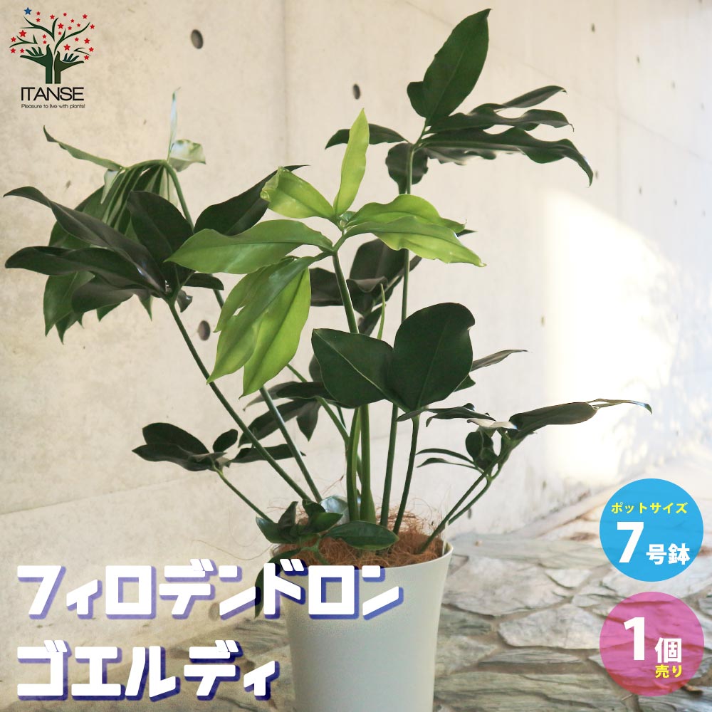 送料無料 フィロデンドロン ゴエルディ 観葉植物 7号プラスチック鉢 リビングやオフィス向きサイズ 1個売り 事務所 インテリアグリーン ボタニカル Fitzfishponds Com