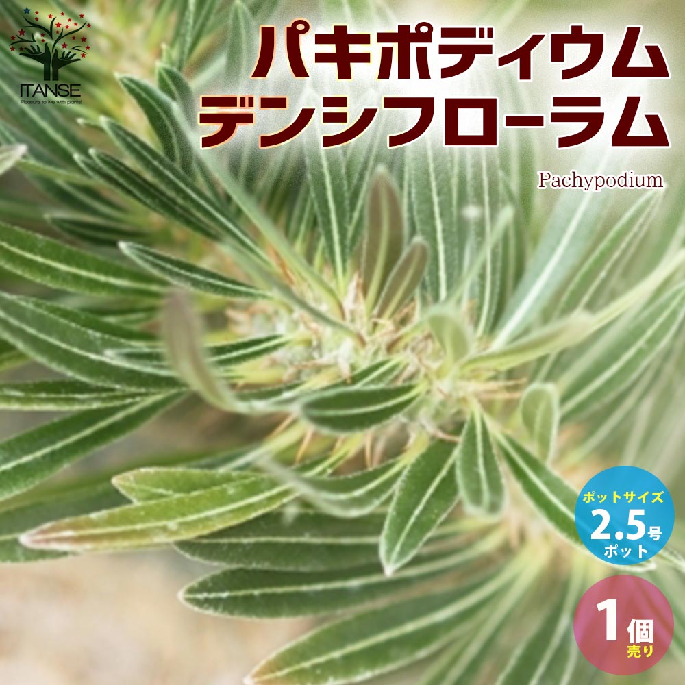 楽天市場】【送料無料】楽しみ方色々！水生植物の苗ウォーターコイン 【観葉植物 水草 9cmポット苗／1個売り】ウチワゼニクサ ウチワゼニグサ ウォーターマッシュルーム  ウコギ科 チドメグサ属 水生植物 水辺植物 : 植物販売のＩＴＡＮＳＥ楽天市場店