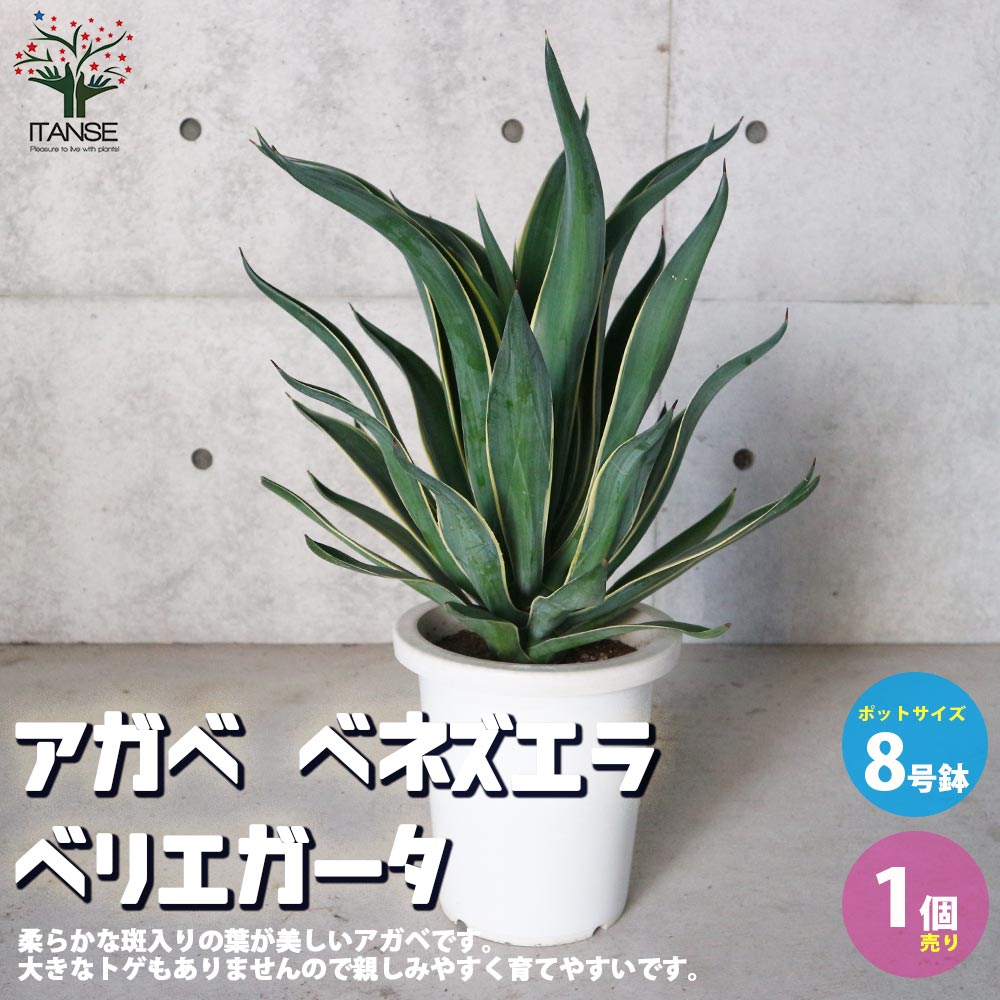 観葉草木特集