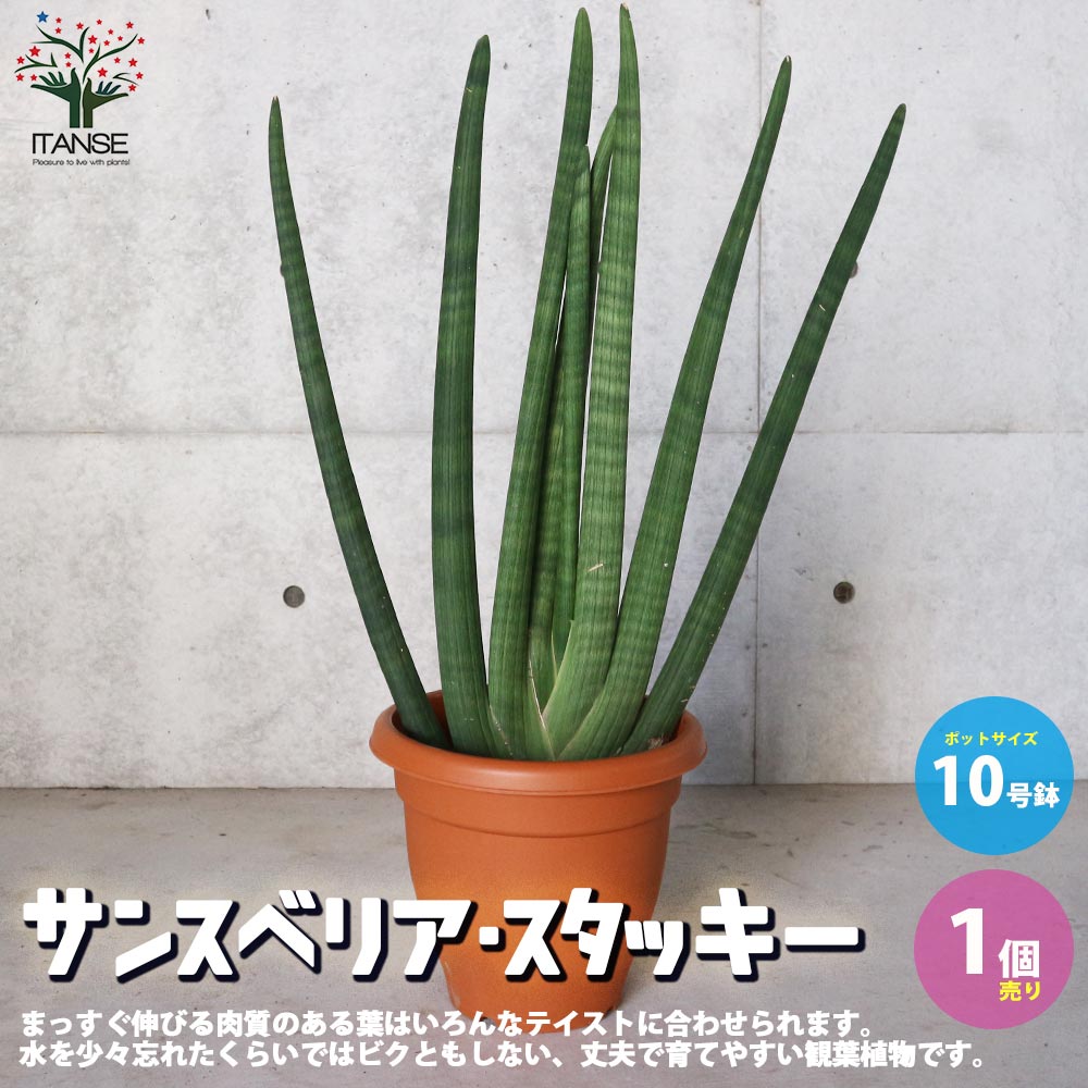 サンスベリアスタッキー 観葉植物 10号プラスチック鉢 限定特価