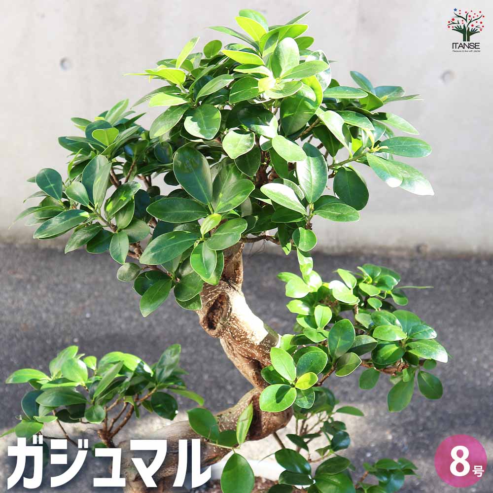 【マラソン★P5倍】観葉植物 ガジュマル 曲がり仕立て 観葉植物 7～8号鉢 リビング オフィス 事務所 インテリア 大型 おしゃれ 初心者 育てやすい ガーデニング 御祝 お祝い プレゼント 人気 品種 観賞用 送料無料 即納