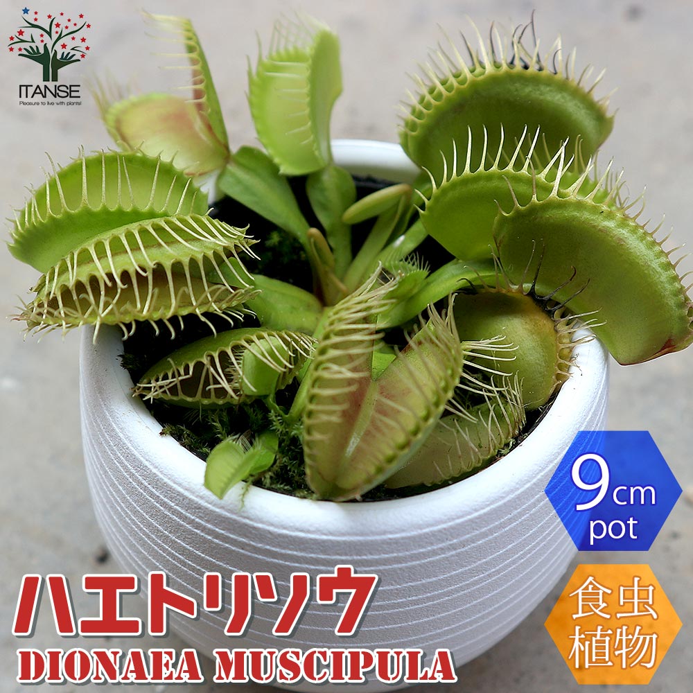 楽天市場 送料無料 ハエ取草 ハエトリソウ 食虫植物 観葉植物 底面給水9cmポット 1個売り ハエトリソウ ネペンテス 虫取り ウツボカズラ 観葉植物 リビング オフィス 事務所 インテリア 植物販売のitanse楽天市場店 楽天市場 送料無料 ハエ取草 ハエトリソウ 食虫植物 観葉植物 底面給水9cmポット 1個売り ハエトリソウ ネペンテス 虫取り ウツボカズラ 観葉植物 リビング オフィス 事務所 インテリア 植物販売のitanse楽天市場店