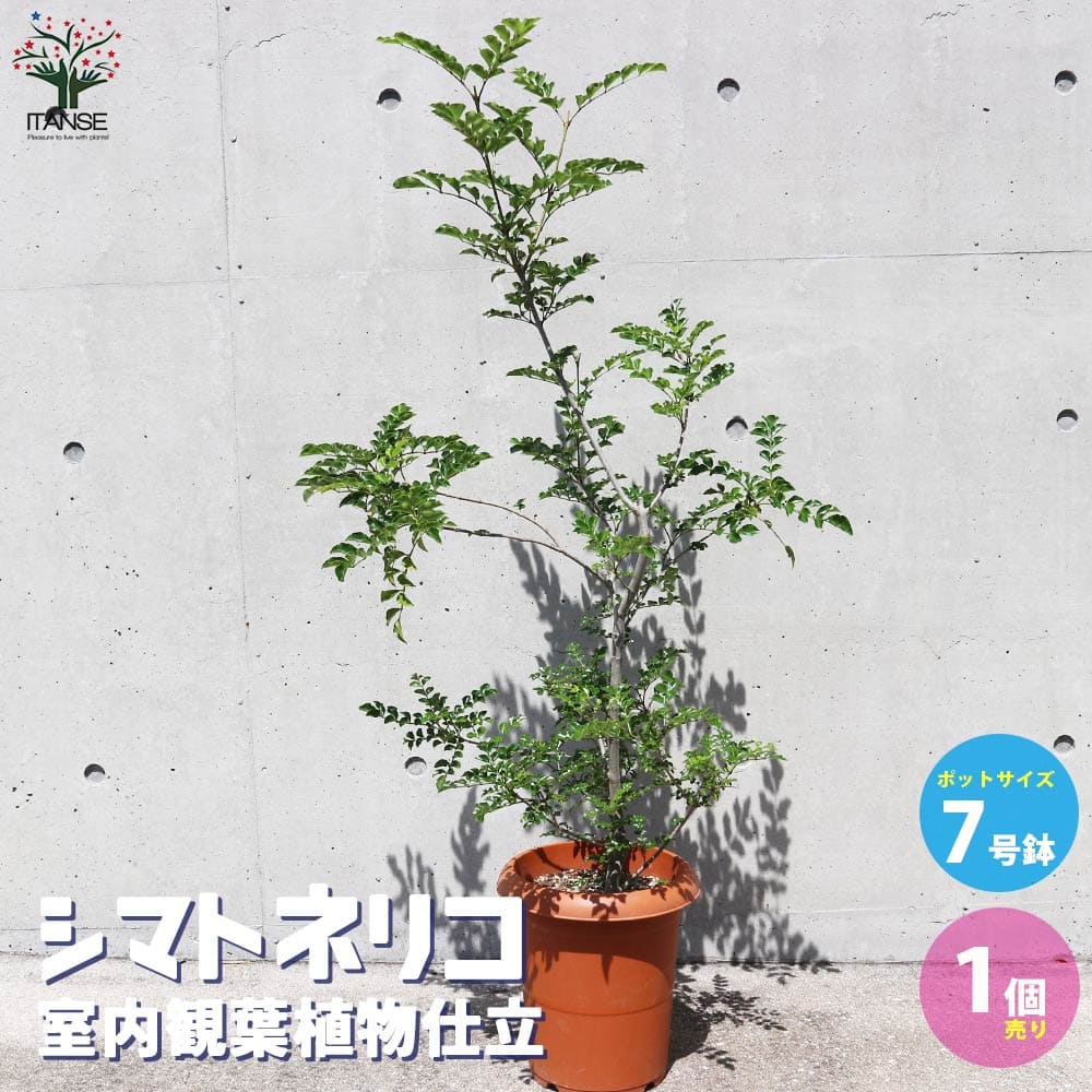 観葉草木特集 観葉植物-花・観葉植物