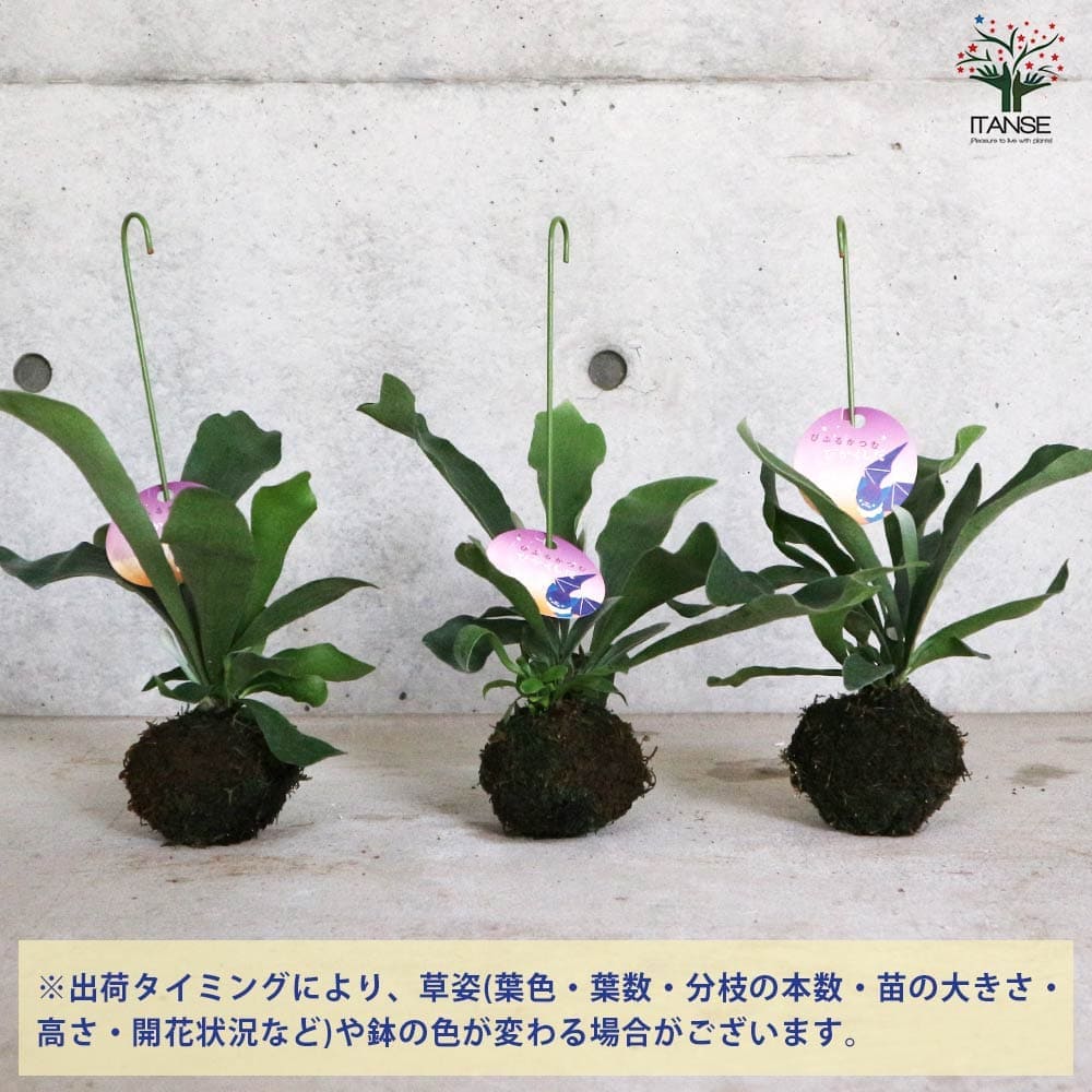 シダ植物 インテリアグリーン お祝い ネザランズ ネザーランド ビフルカツム プラティケリウム 新生活 星状毛 麋角羊歯 一部予約販売中 お祝い