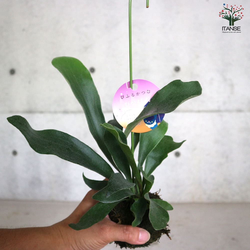 シダ植物 インテリアグリーン お祝い ネザランズ ネザーランド ビフルカツム プラティケリウム 新生活 星状毛 麋角羊歯 一部予約販売中 お祝い