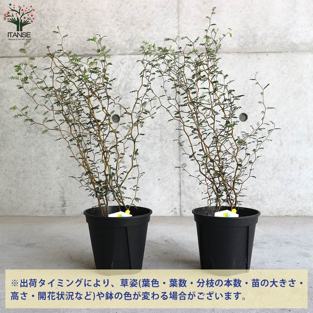 送料無料】ソフォラ・プロストラータ・リトルベイビー【観葉植物 5号鉢 ／1個売り】Sophora クララ 眩草 くららぐさ メルヘンの木  ジグザグの細い枝