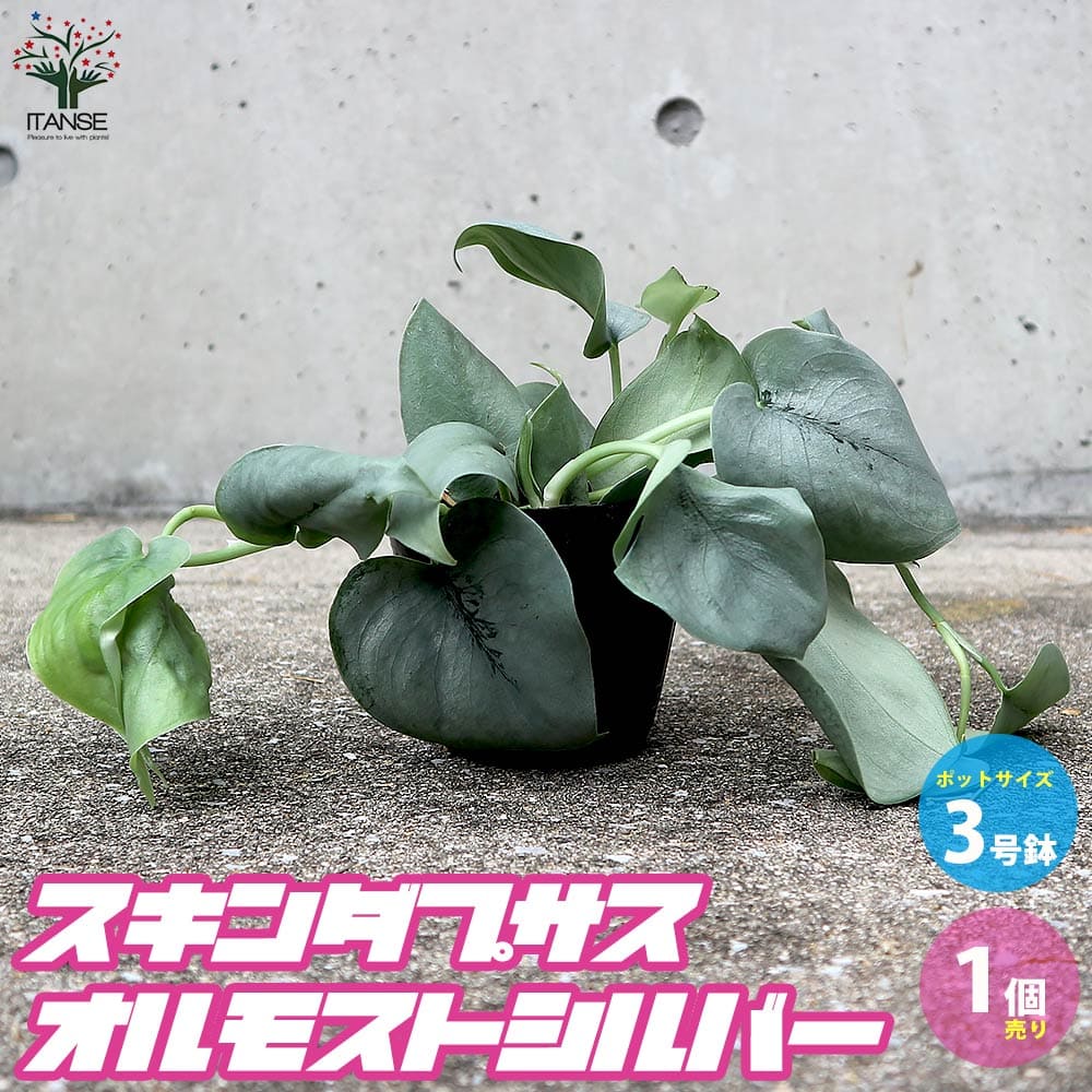 入荷中 Scindapsus silver Tiger ☆スキンダプサス 植物/観葉植物