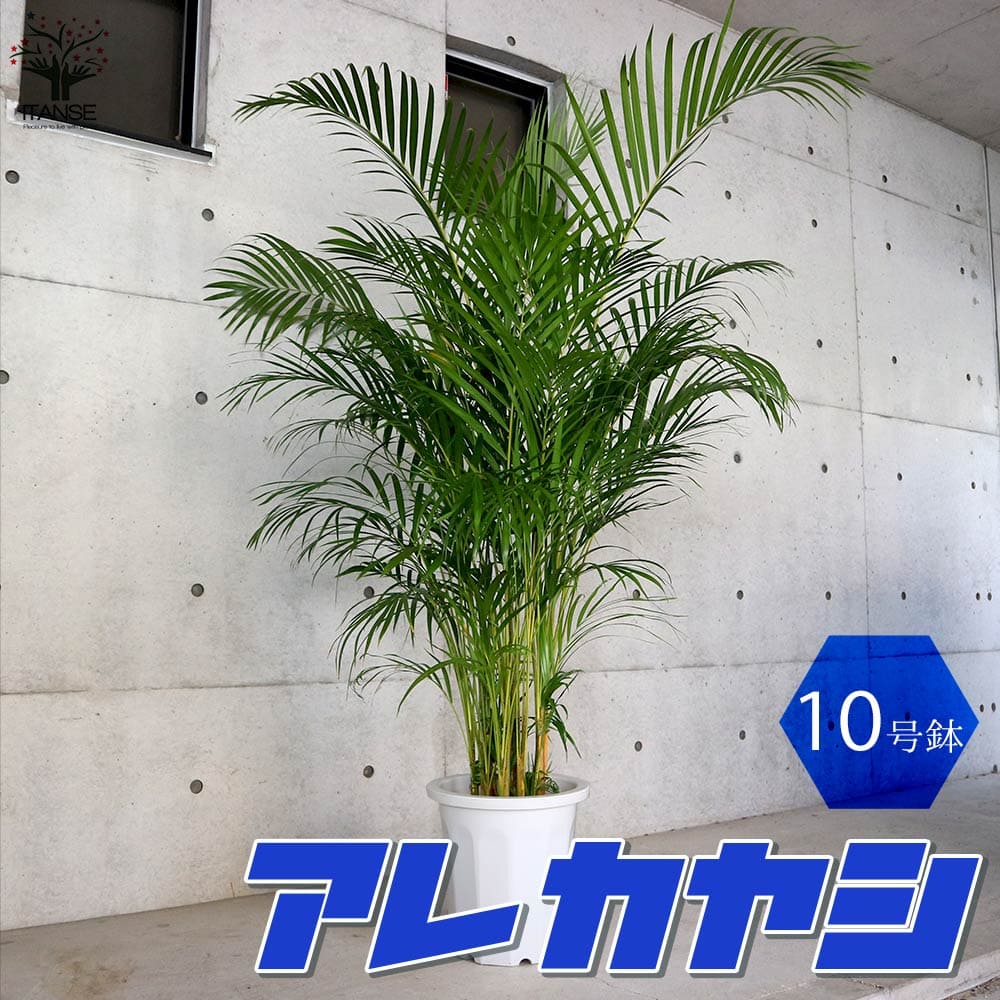 観葉草木特集