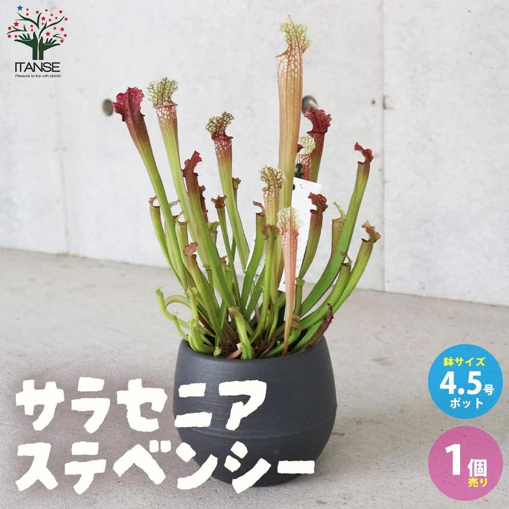 楽天市場】【送料無料】スミエボシ ウチワサボテン 多肉植物 7号