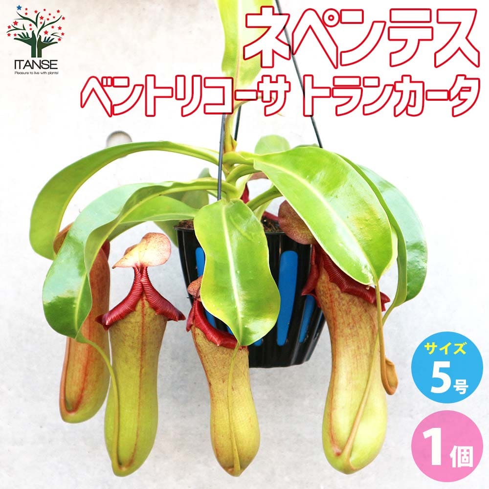 楽天市場】PLANCHU 食虫植物 ネペンテス アラタ ヒスイ 5号吊り
