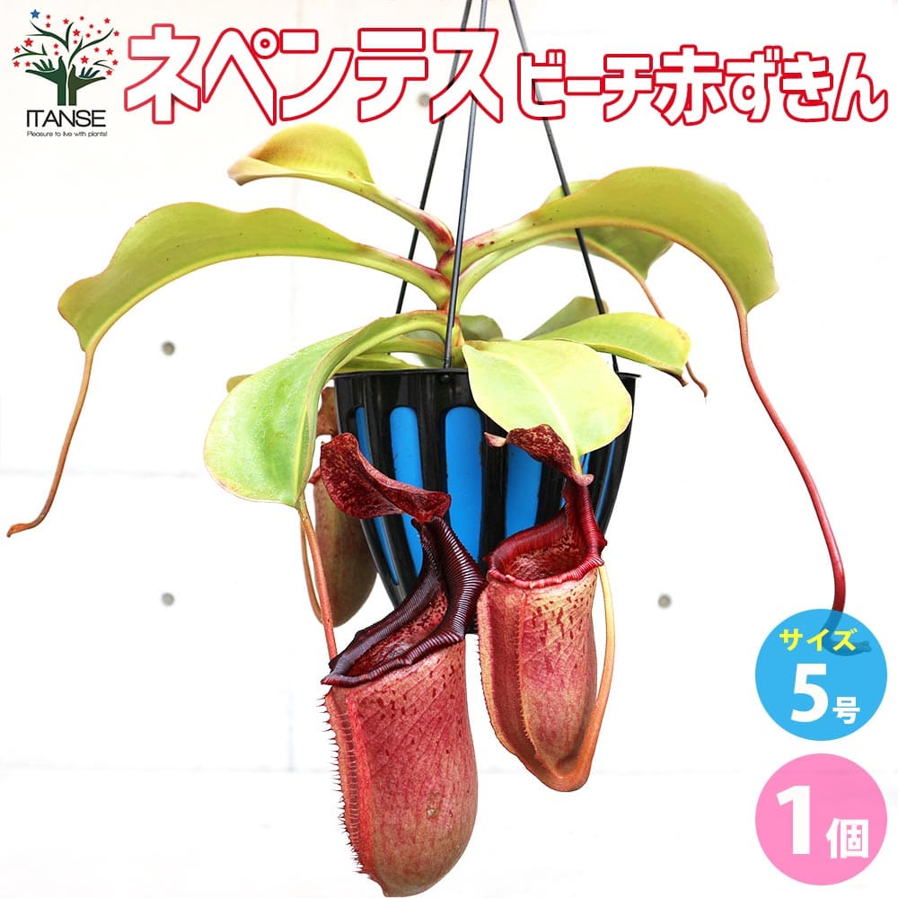 【マラソン★P5倍】ネペンテス ビーチ赤ずきん×ローベン 観葉植物 5号吊り鉢 1個売り 食虫植物 観葉植物 ネペンテス リンダ ウツボカズラ Nepenthes vetchii 'AKAZUKIN'x ( lowii x ventricosa ) 靫葛 送料無料 即納