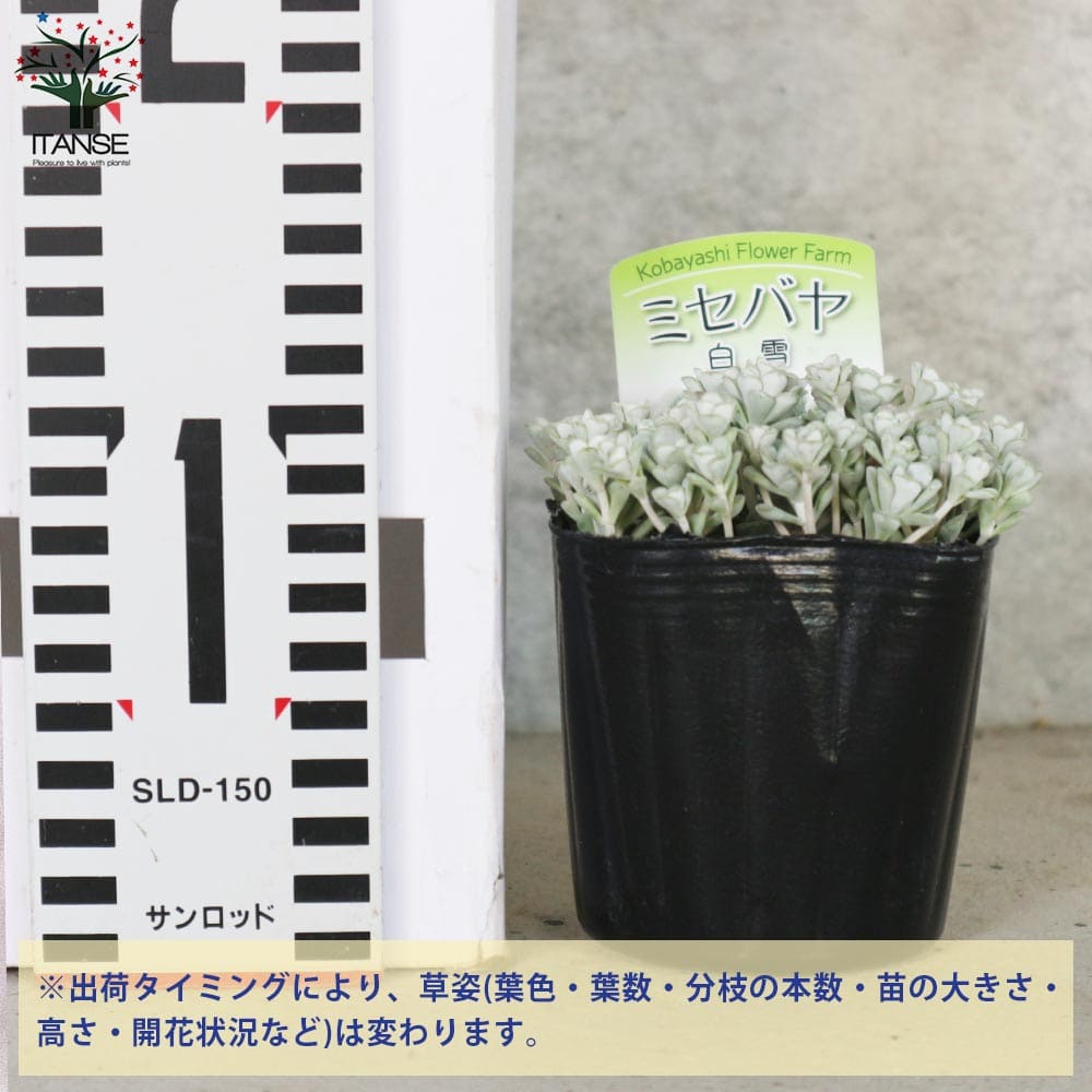 魅力の セダム ケープブランコ スパスリフォリウム シルバーリーフ 黄色いかわいい花が咲きます Qdtek Vn 魅力の セダム ケープブランコ スパスリフォリウム シルバーリーフ 黄色いかわいい花が咲きます Qdtek Vn