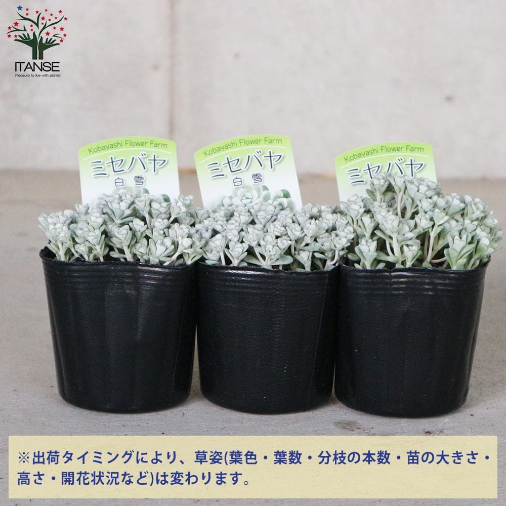 魅力の セダム ケープブランコ スパスリフォリウム シルバーリーフ 黄色いかわいい花が咲きます Qdtek Vn 魅力の セダム ケープブランコ スパスリフォリウム シルバーリーフ 黄色いかわいい花が咲きます Qdtek Vn