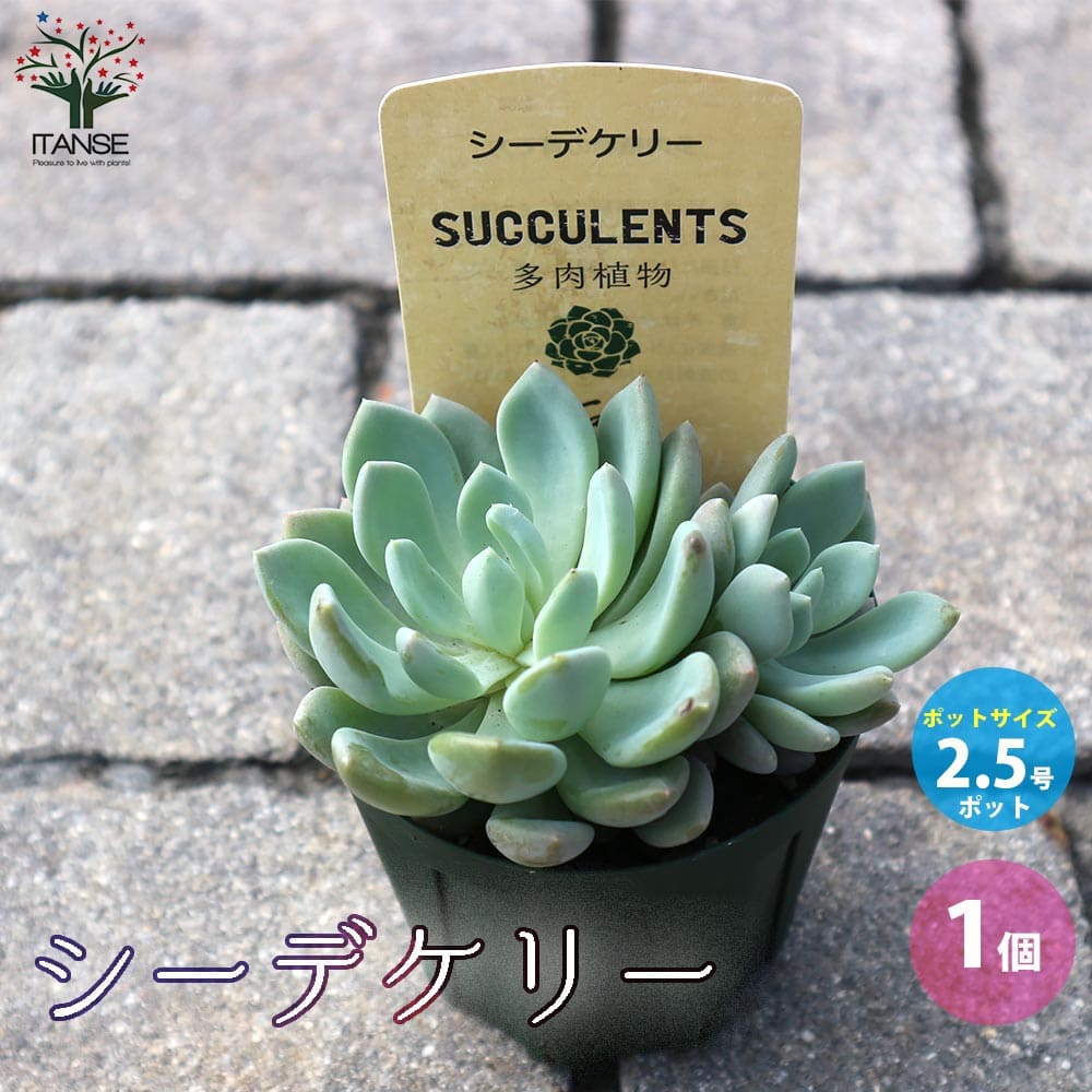 楽天市場】【送料無料】セダム ルベンス リザード グランドカバー苗