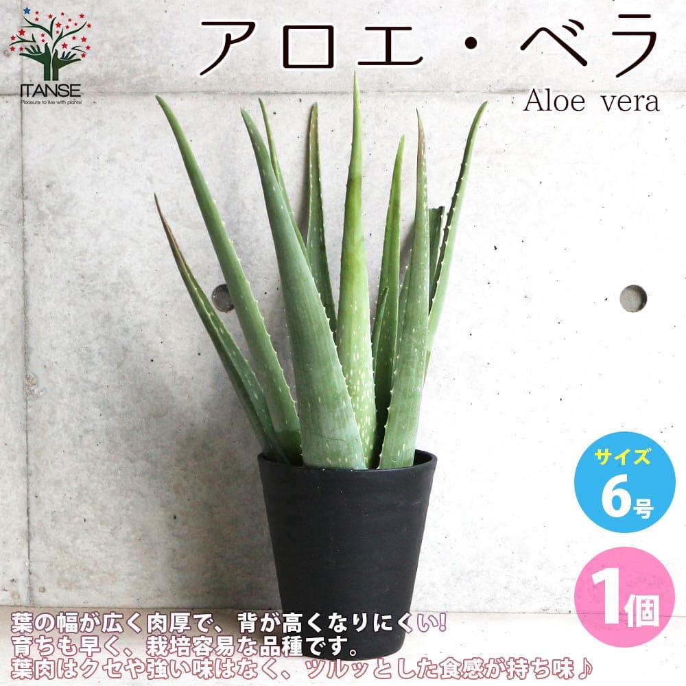 【送料無料】アロエ ベラ 多肉植物 6号鉢 1個売り アロエ キダチアロエ 木立アロエ 医者いらず 薬用 食用 herb ハーブ ハーブ苗 多肉植物 送料無料 即納
