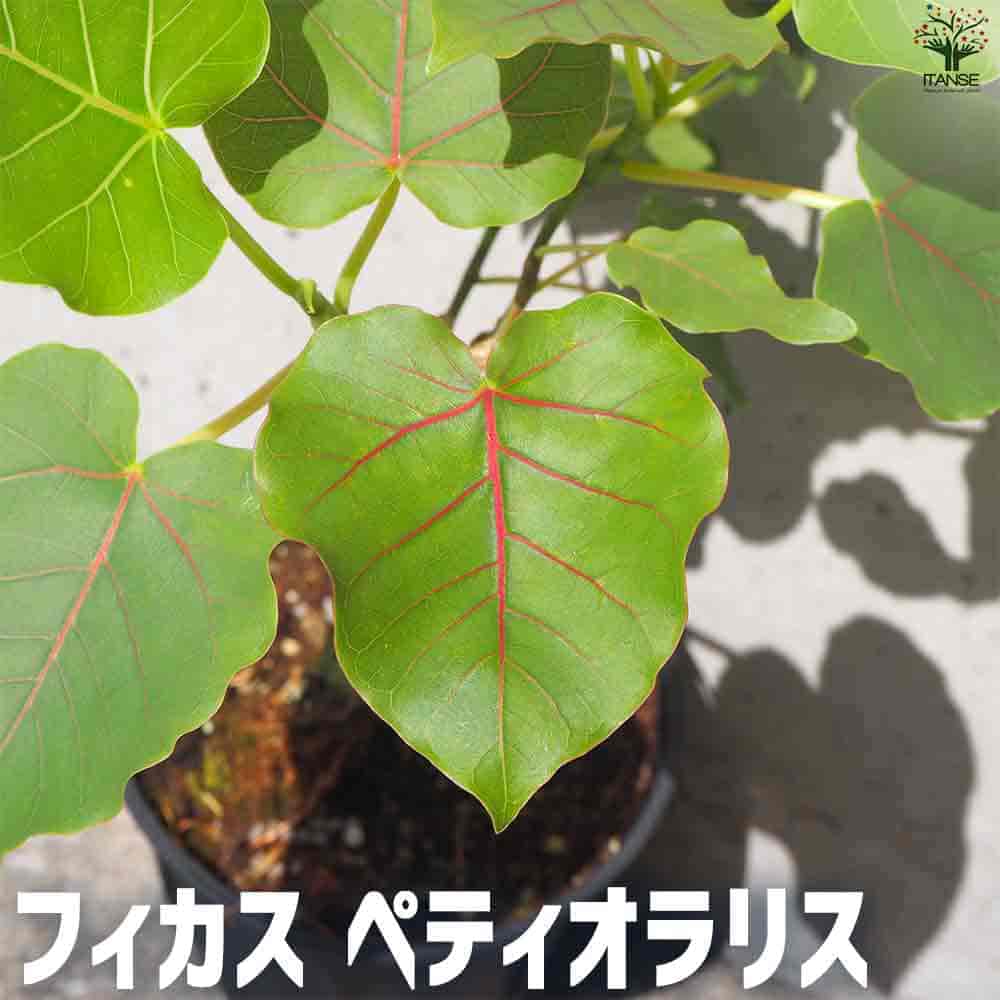 【マラソン★P5倍】フィカス ペティオラリス 観葉植物 4号ポット リビング オフィス 事務所 インテリア お祝い 新築祝い 引越し祝い 結婚祝い 新生活 感謝 送料無料 即納 7,884円