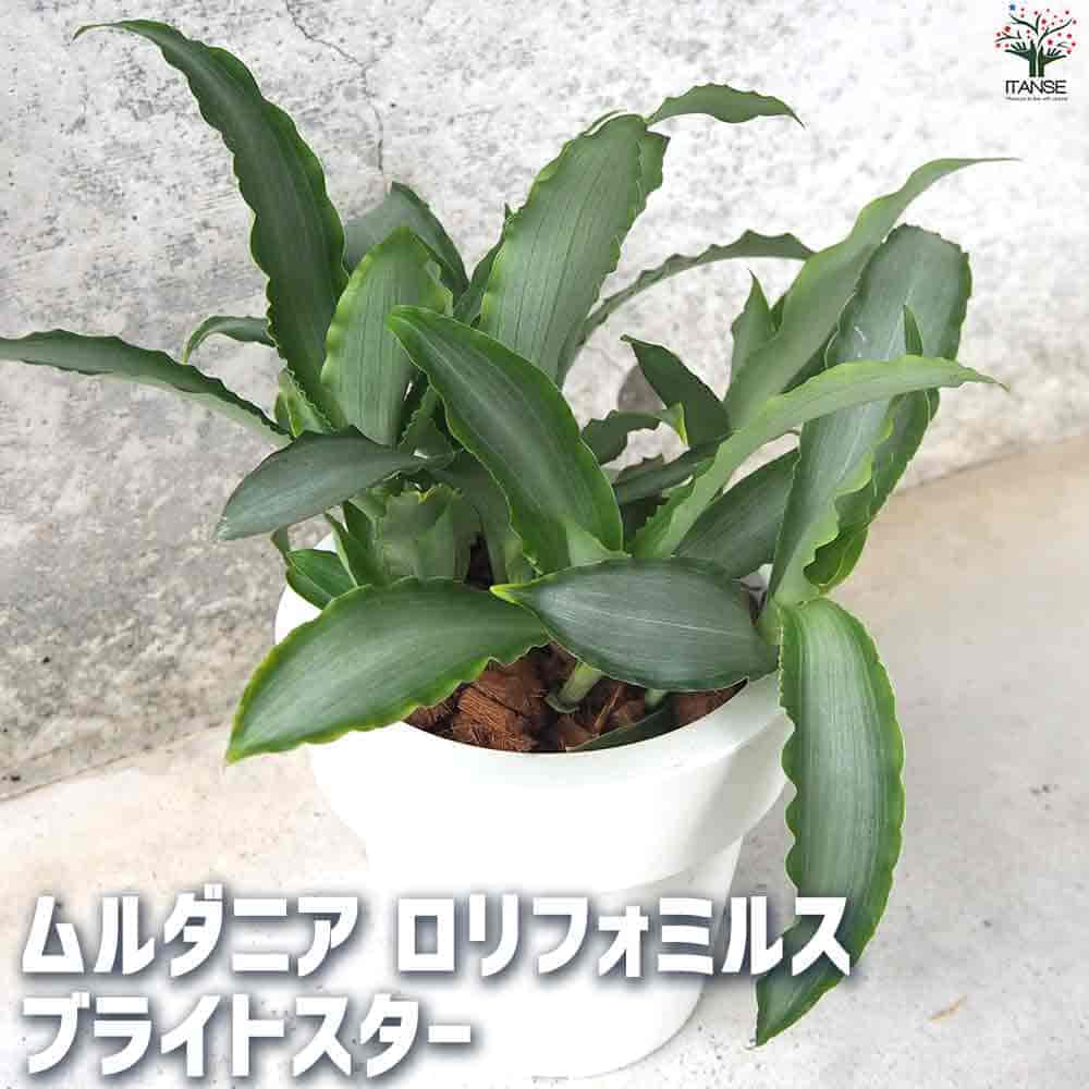 【送料無料】ムルダニアロリフォミルス ブライトスター 観葉植物 5号ポット シマイボクサ Murdannialoriformis ガーデニング 鑑賞 栽培 インテリアグリーン 送料無料 即納｜植物販売のＩＴＡＮＳＥ店