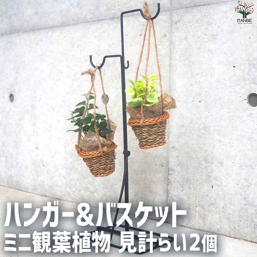 【マラソン期間P５倍】ハンガー&バスケット観葉見計 観葉植物 3号ポット ハンガースタンド バスケット鉢 ミニサイズ インテリア インテリアグリーン 感謝 送料無料 即納｜植物販売のＩＴＡＮＳＥ店 8,386円