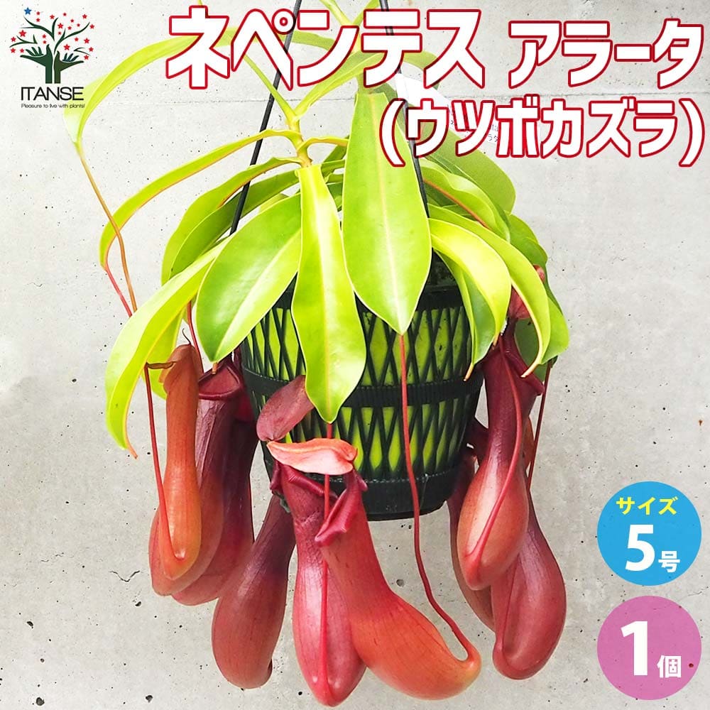 楽天市場】PLANCHU 食虫植物 ネペンテス アラタ ヒスイ 5号吊り