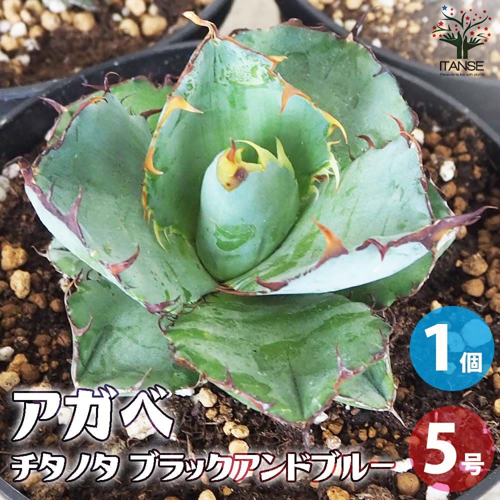 親株出品 アガベ パリー 65cm！お庭で存在感抜群！ アガべ パリー オリザバ 子株 発根済み | Heartplants