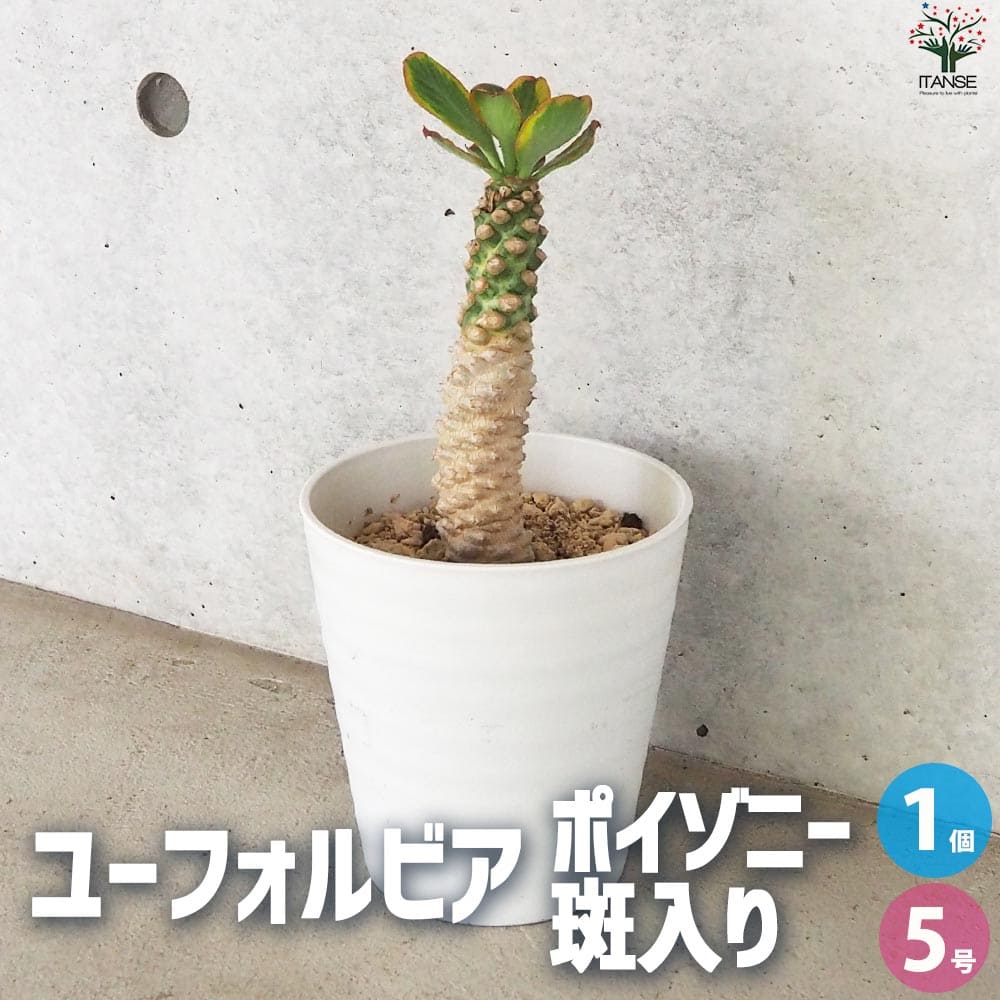【マラソン★P5倍】ユーフォルビア ポイゾニー 斑入り 多肉植物 5号鉢 1個売り 花苗 お花 宿根草 多年草 園芸品種 カラーリーフ 苗木 花木 庭木 植木 送料無料 即納