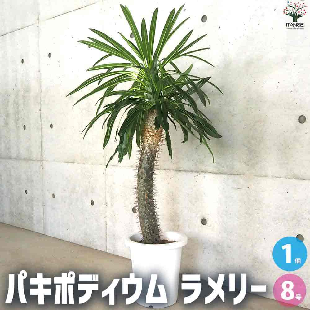【マラソン★P５倍】パキポディウム ラメリー 多肉植物 8号鉢 塊根植物 コーデックス グラキリス サボテン A面 多肉植物 発根 観葉植物 リビング オフィス 送料無料 即納
