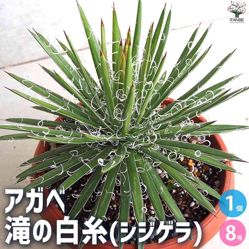 【マラソン★P５倍】アガベ滝の白糸 多肉植物 8号鉢 リビング オフィス 事務所 インテリア 大型 おしゃれ オシャレ 育てやすい 御祝 お祝い 送料無料 即納